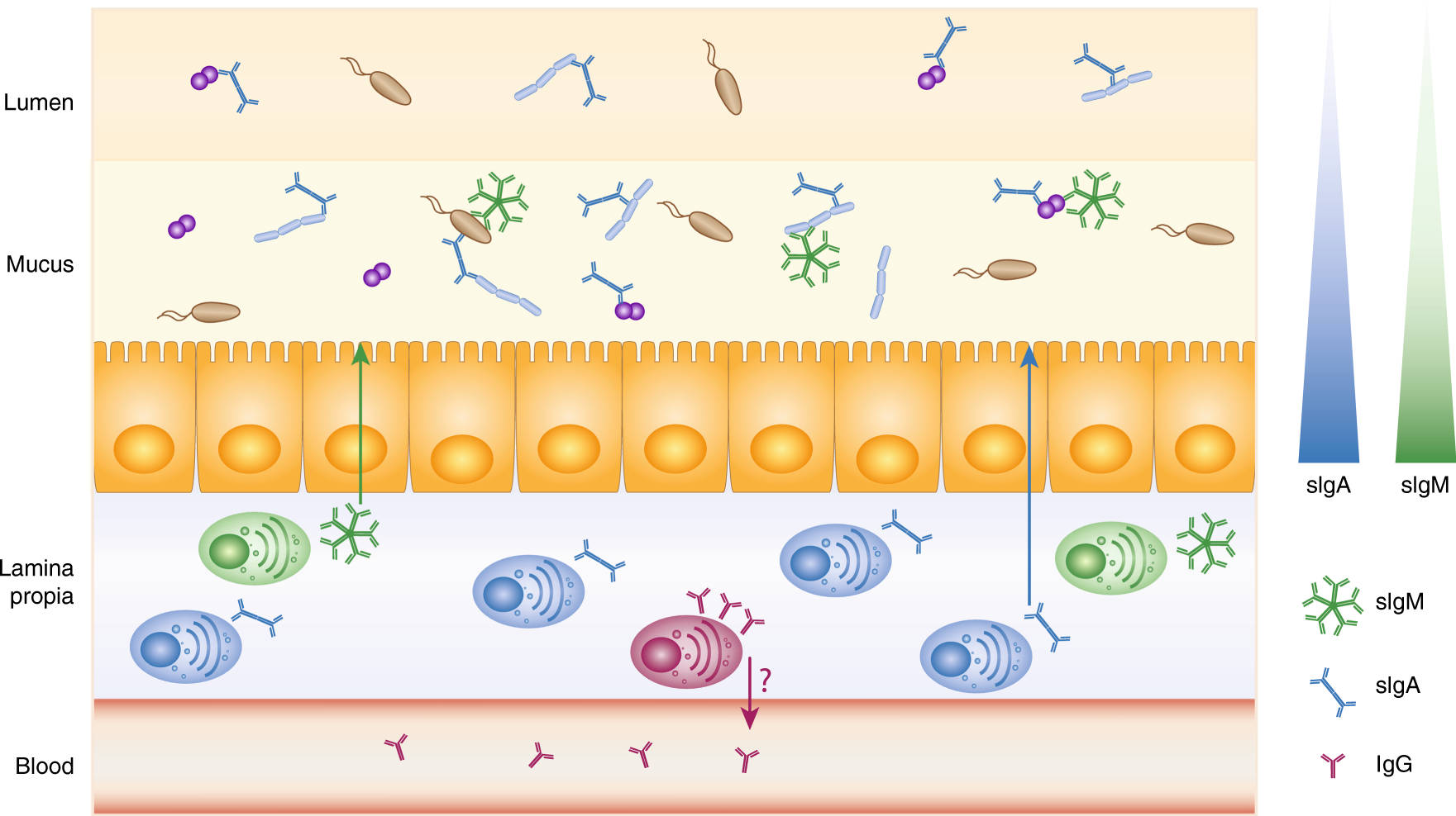 The systemic anti-microbiota IgG repertoire can identify gut