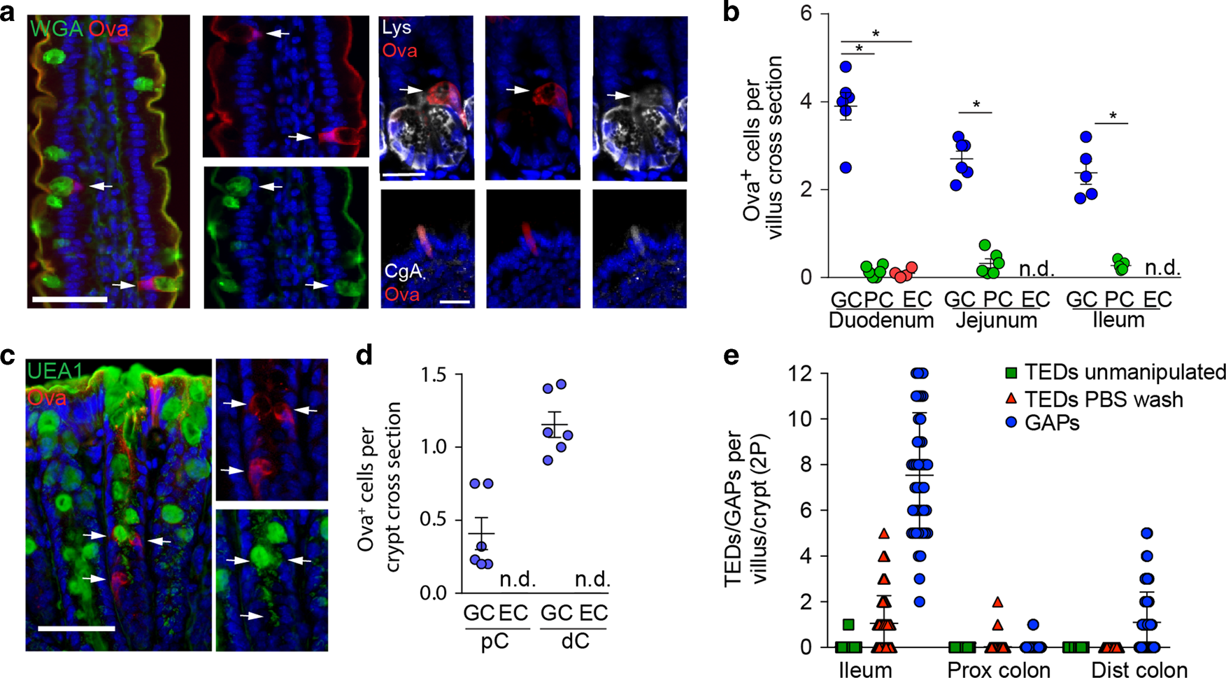Fig. 1: Goblet cell associated antigen passages (GAPs) are present at the sites where tolerance to luminal substances is induced in the steady state.
