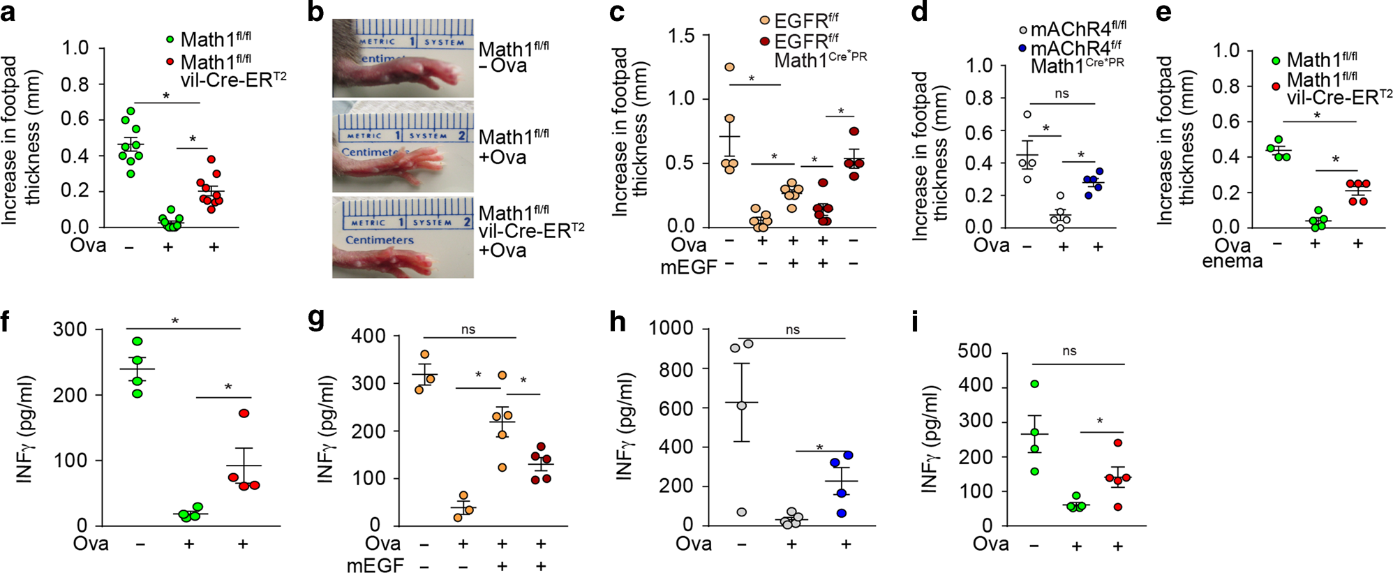 Fig. 6: GAPs support tolerance to dietary antigen in the SI and tolerance to luminal antigens in the distal colon.