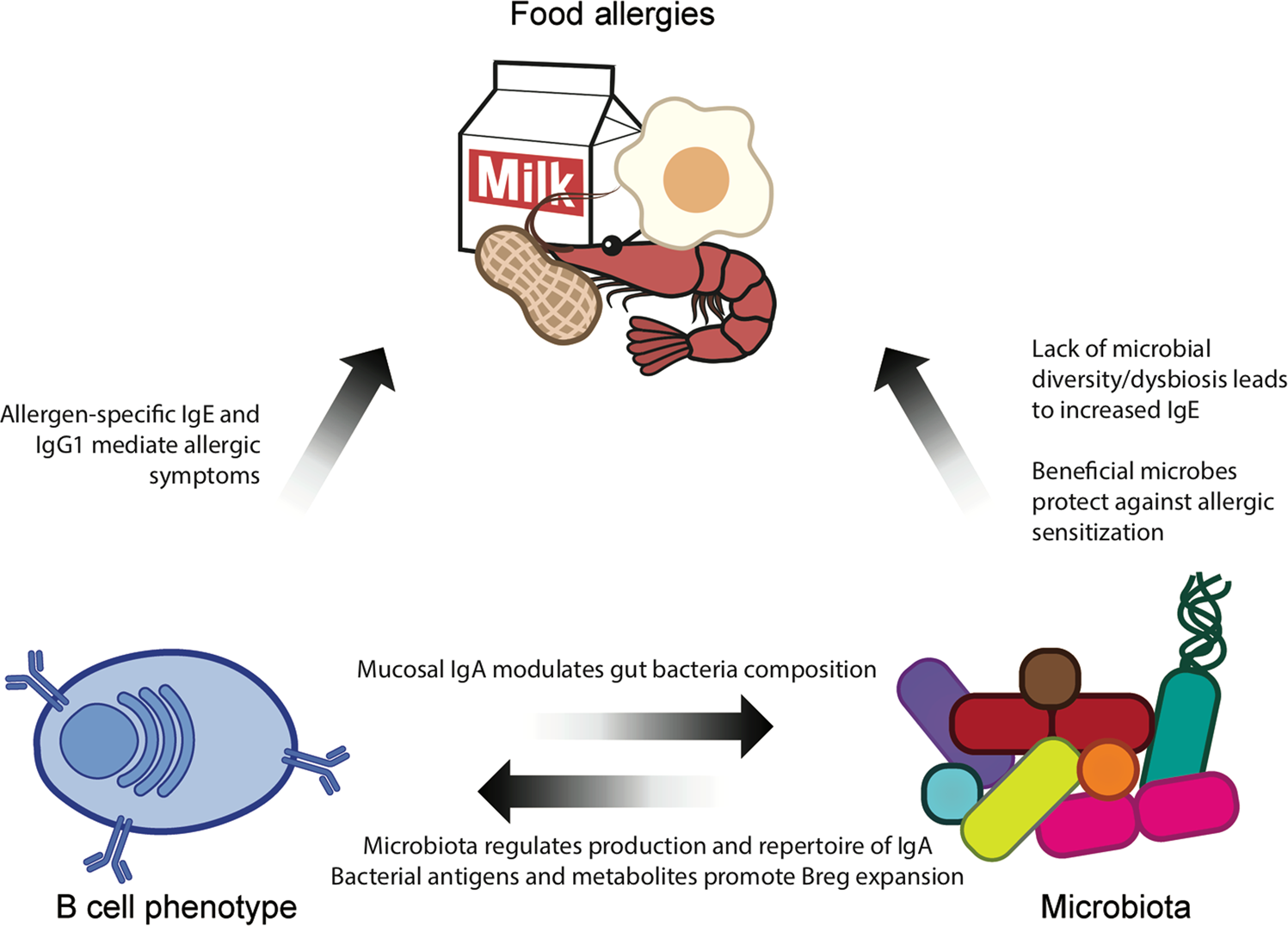 B Cells And The Microbiota A Missing Connection In Food Allergy Mucosal Immunology