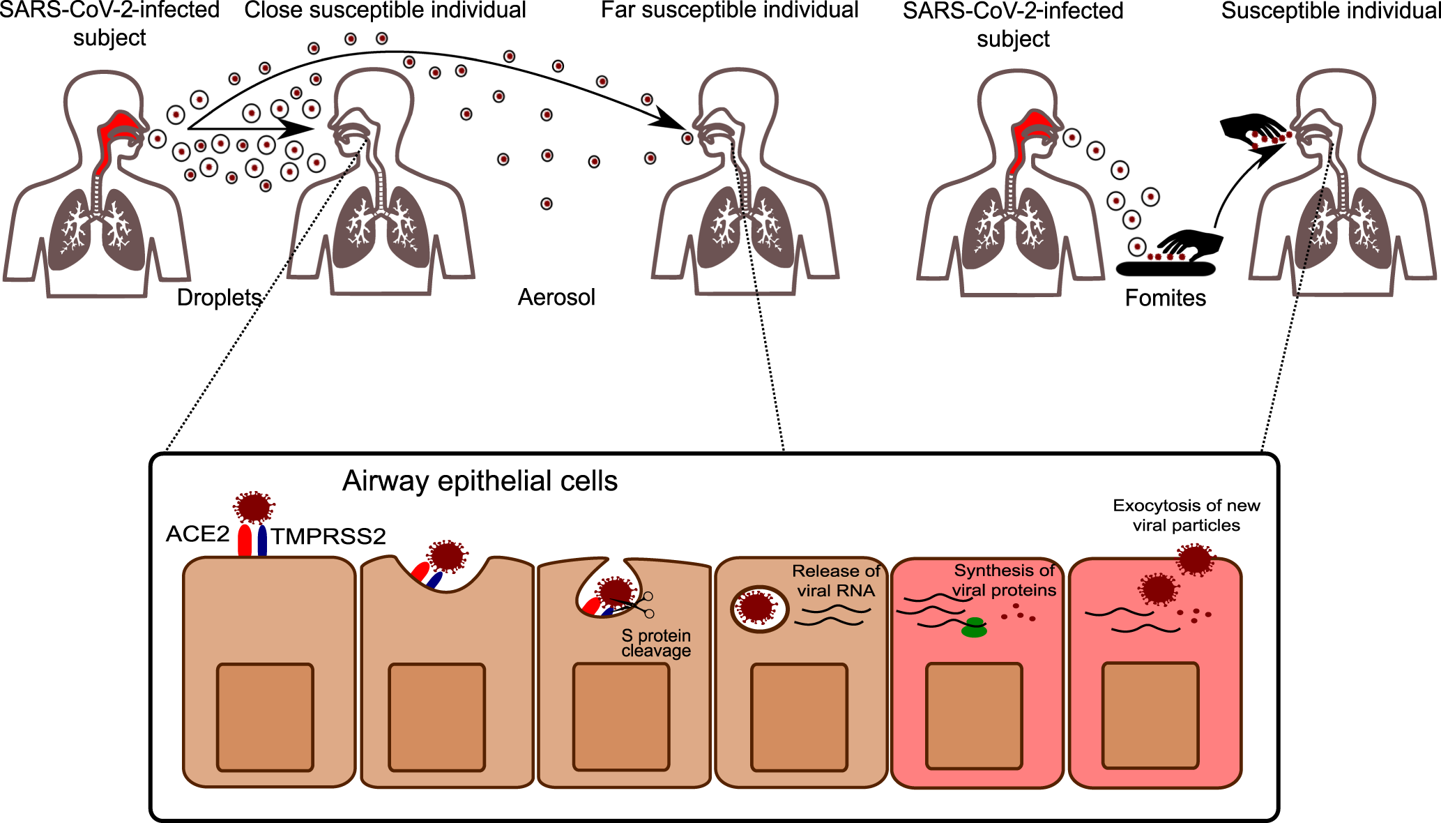 Recent updates in COVID-19 with emphasis on inhalation therapeutics:  Nanostructured and targeting systems - ScienceDirect