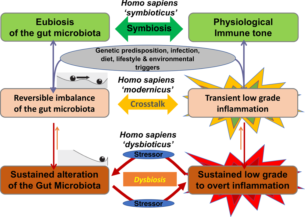 Gut microbiota‐derived synbiotic formula (SIM01) as a novel