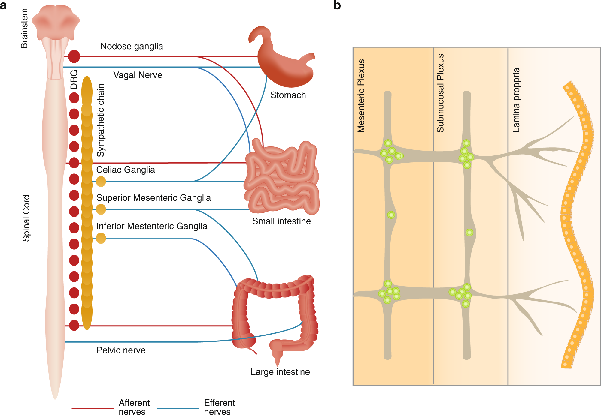 The intestinal neuro-immune axis: crosstalk between neurons, immune cells,  and microbes | Mucosal Immunology
