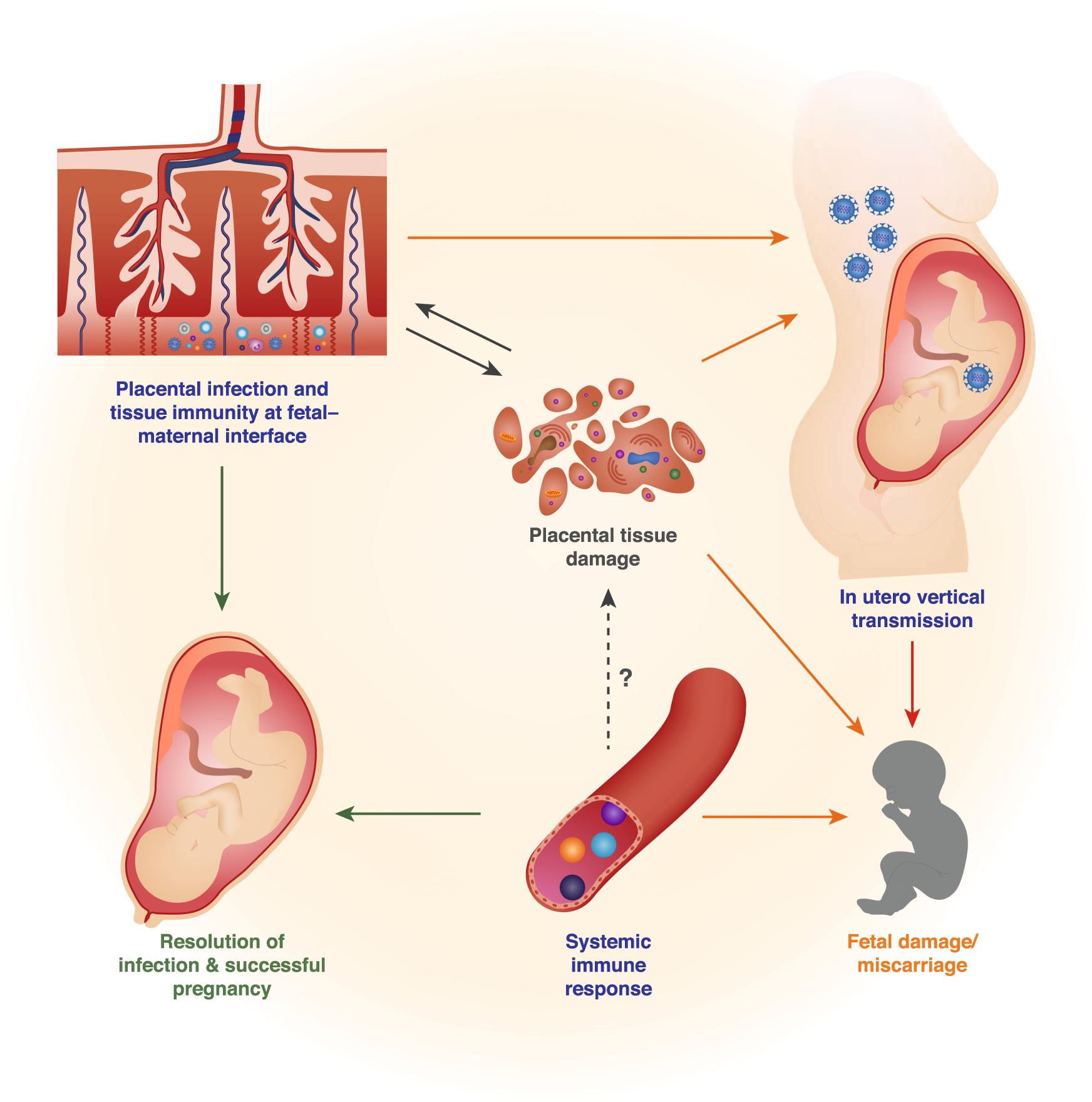 price Pompeii Seraph Maternal natural killer cells at the intersection between reproduction and  mucosal immunity | Mucosal Immunology