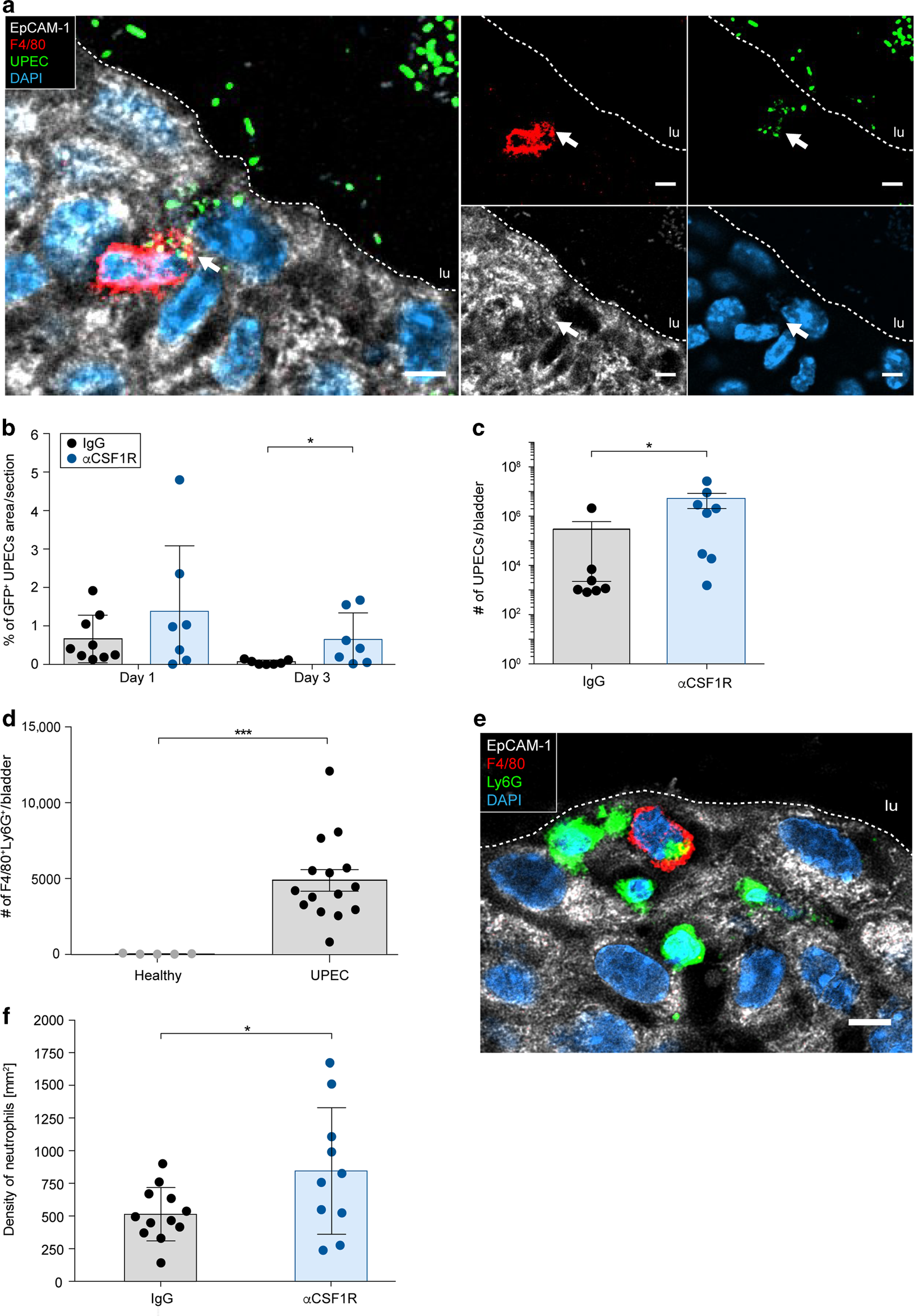 Fig. 3: Intraurothelial macrophages phagocytose neutrophils and UPEC.