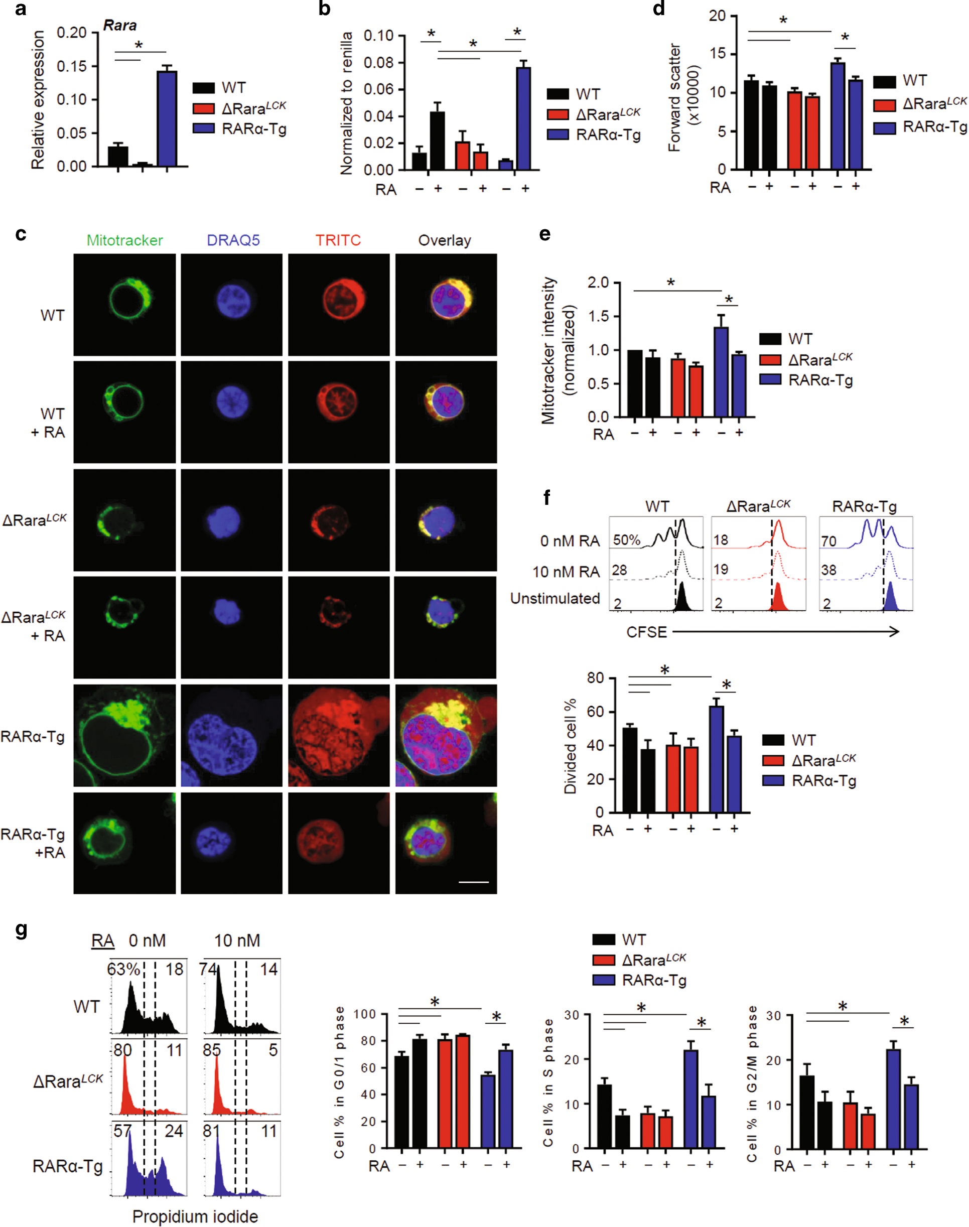 Fig. 1: The dose effect of RARα on cell size, proliferation, and mitochondrial mass.