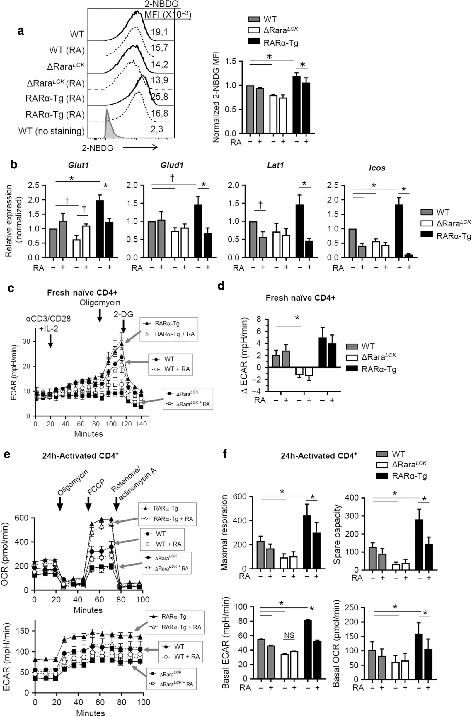 Fig. 2: RARα invigorates cell metabolism in T cells during activation.