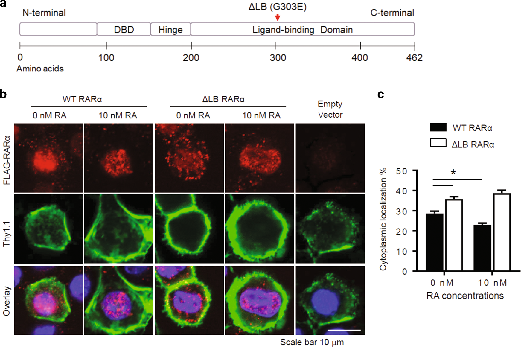 Fig. 5: Impact of RA and ligand-binding ability on nuclear versus cytoplasmic RARα localization.