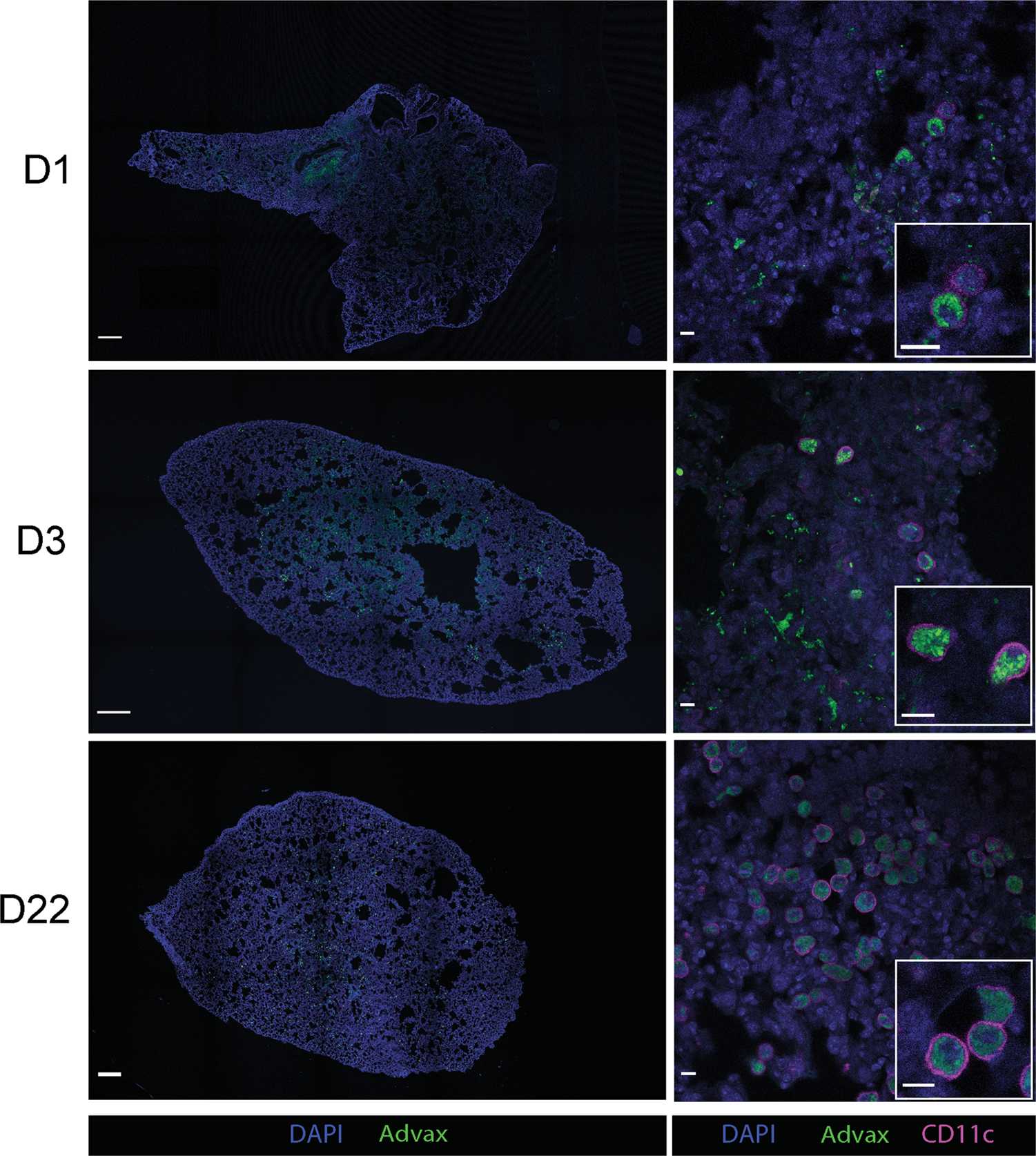 Fig. 2: Advax adjuvant and CysVac2 antigen are uniformly distributed throughout the lung after intratracheal administration.