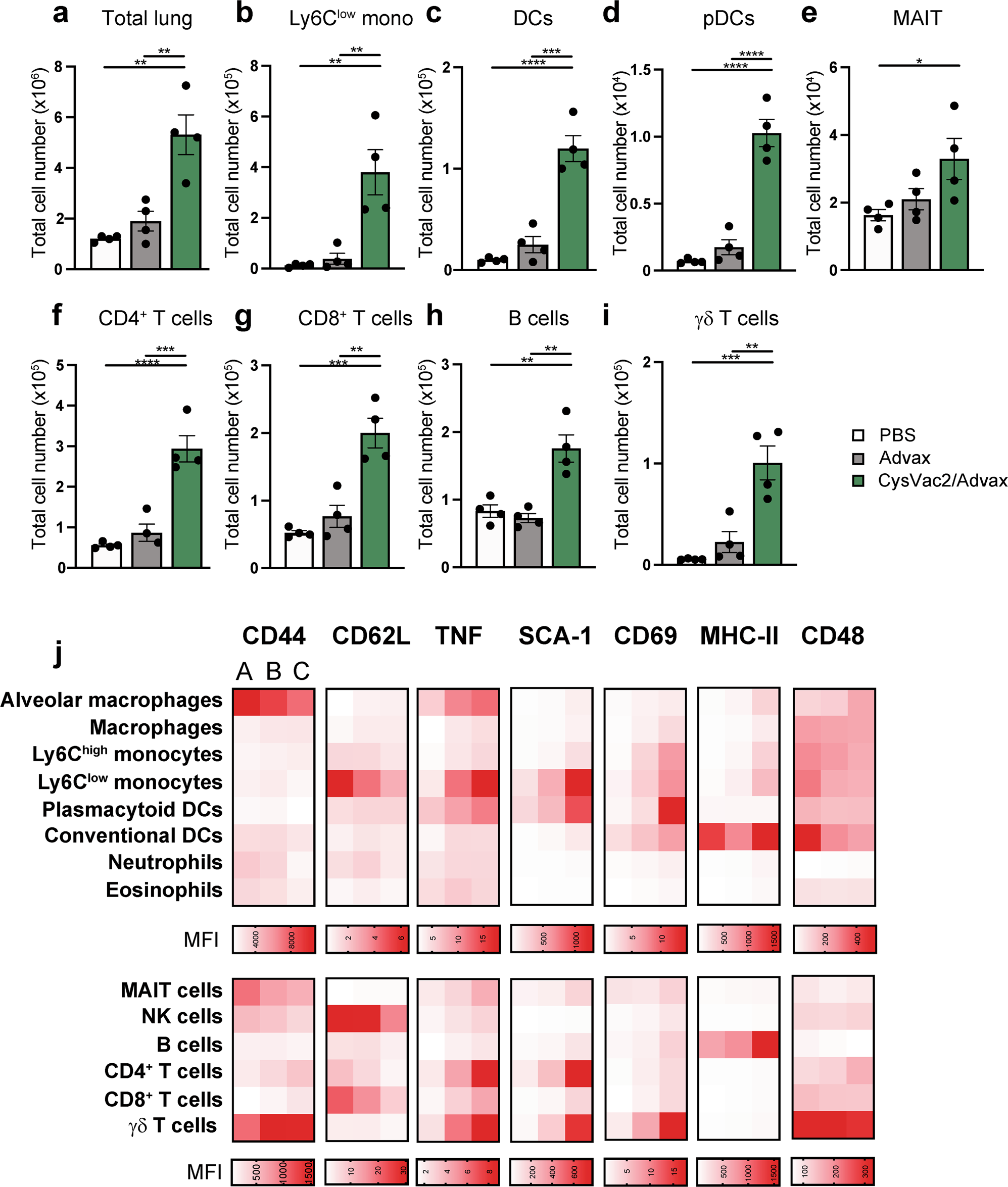 Fig. 7: Intrapulmonary administration with Advax elicits innate and adaptive cell activation that is enhanced by presence of CysVac2 antigen.
