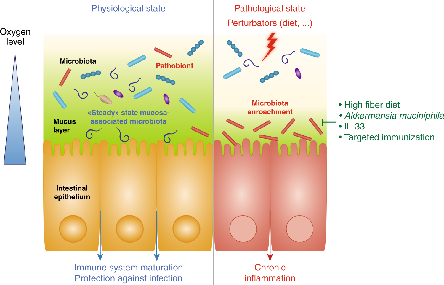 Host/microbiota interactions in health and diseases—Time for mucosal  microbiology! | Mucosal Immunology