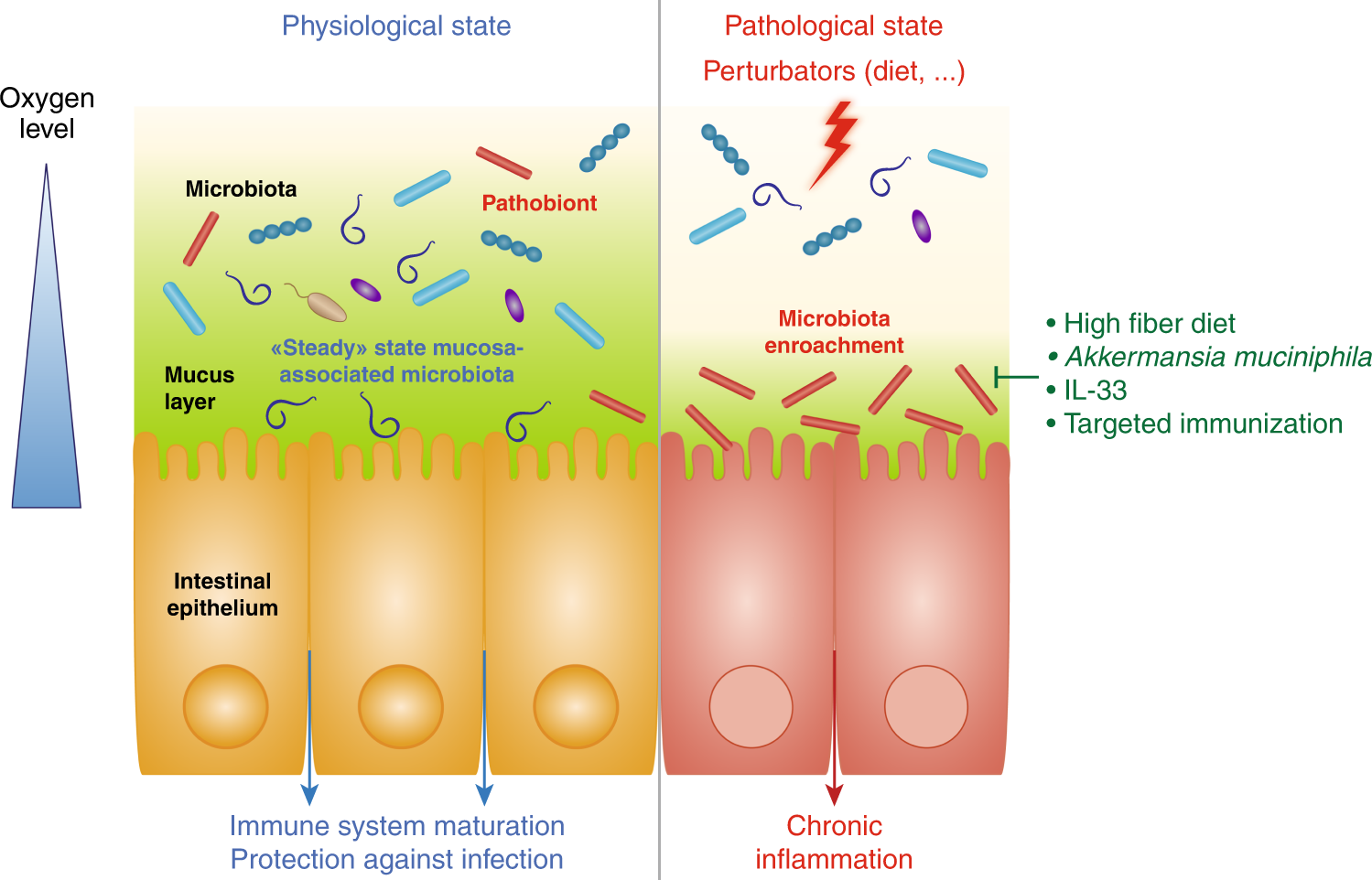 Full article: Intestinal mucin-type O-glycans: the major players in the  host-bacteria-rotavirus interactions