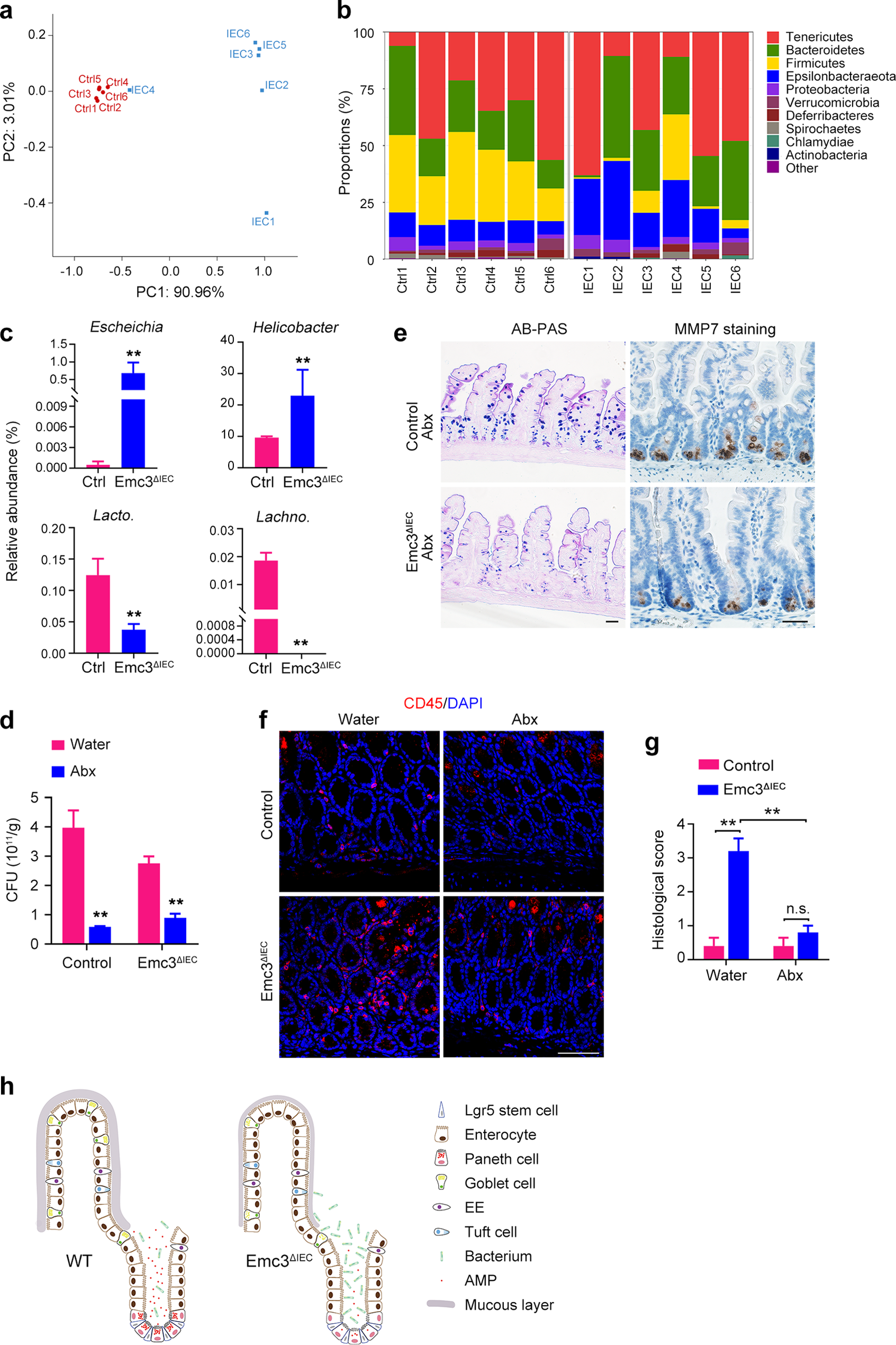 Fig. 6: Emc3 maintains the gut barrier function to prevent pathogen infection.