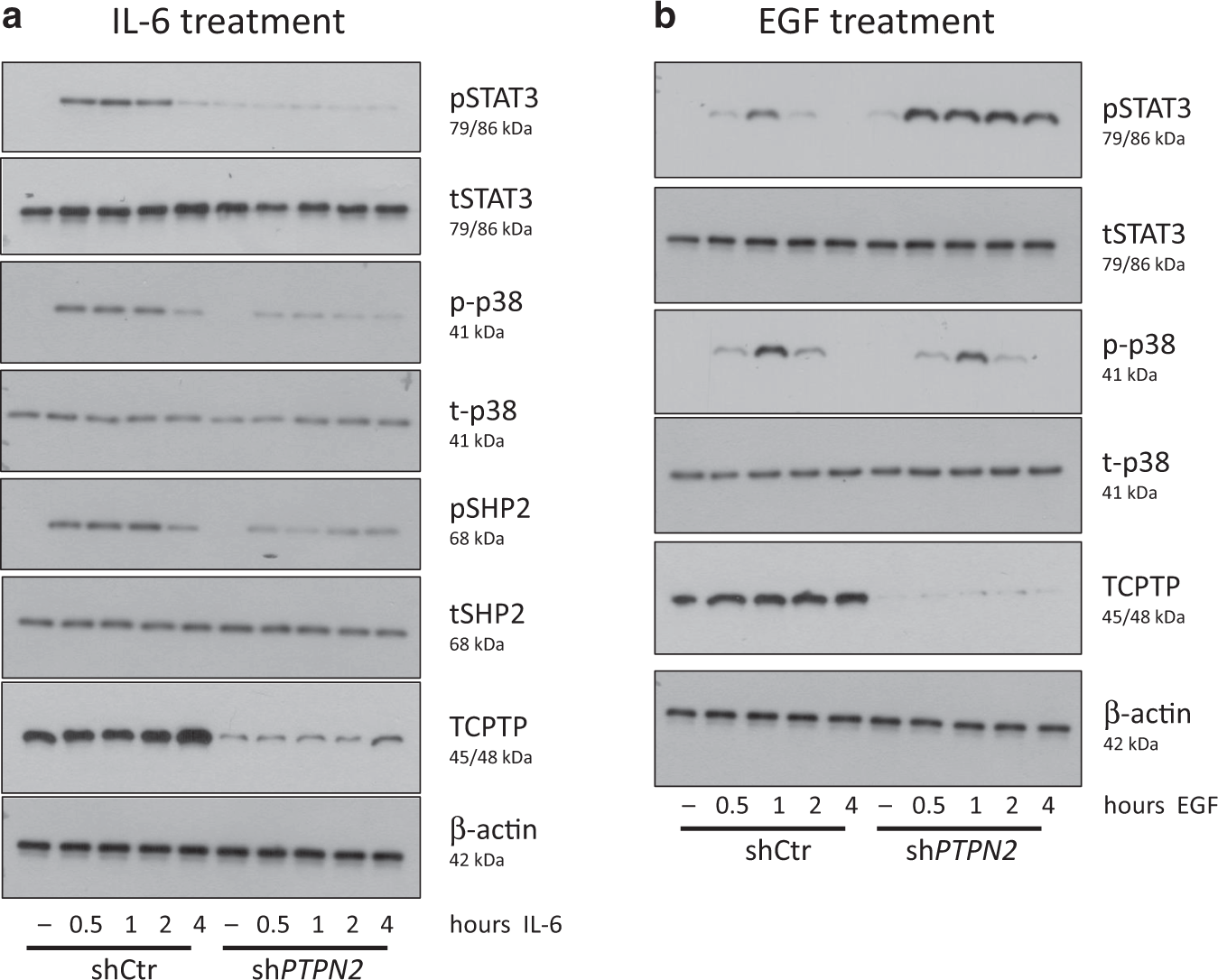 Fig. 1: Knockdown of PTPN2 abolished the intracellular response to IL-6.