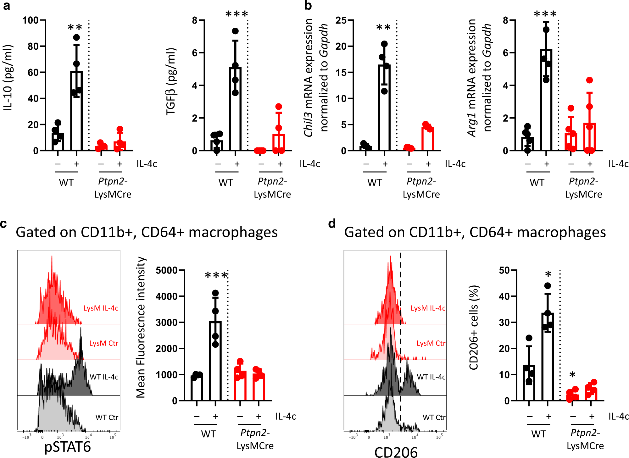 Fig. 5: PTPN2 deficiency in myeloid cells results in loss of macrophage response to IL-4 in vivo.