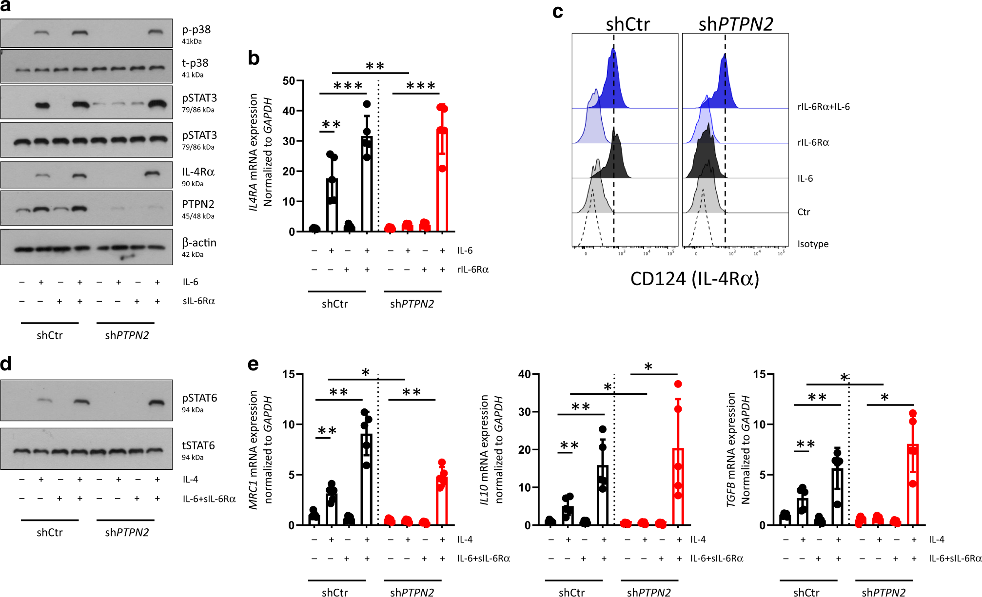 Fig. 6: Addition of soluble IL-6Rα restores the capacity of PTPN2-knockout macrophages to respond to IL-6.