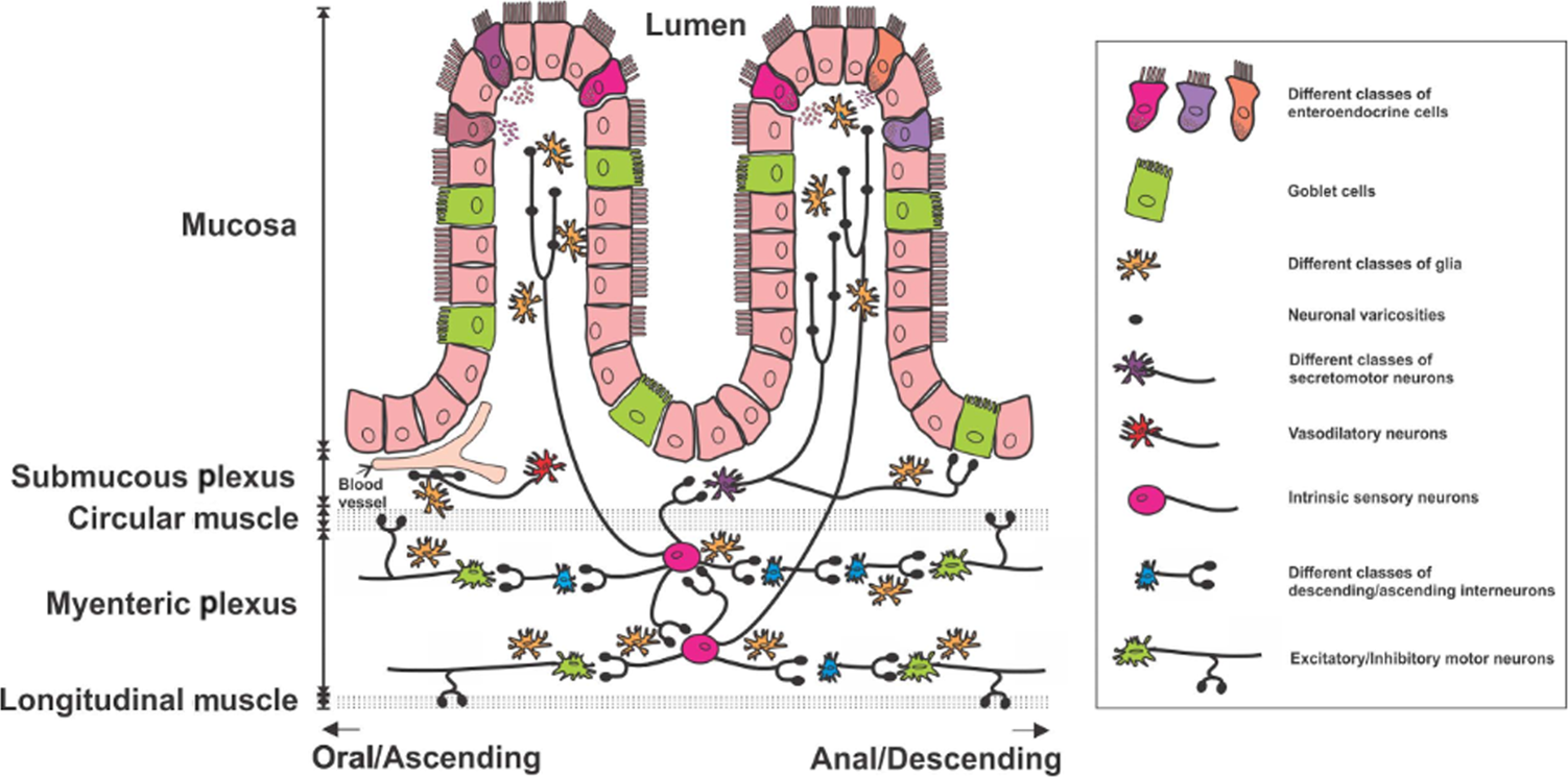 Molecular and neural adaptations to neuromuscular electrical stimulation;  Implications for ageing muscle - ScienceDirect