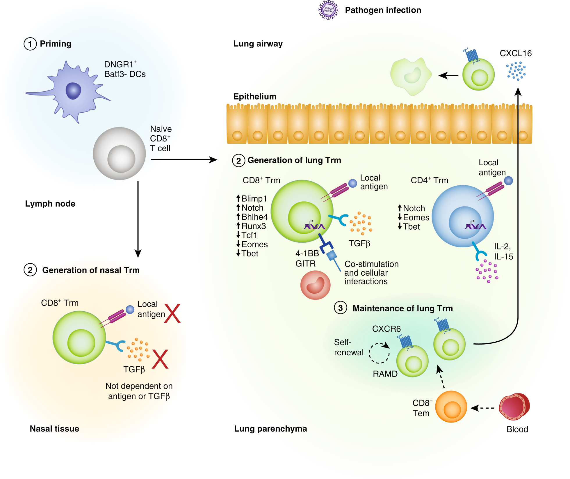 Tissue resident memory T cells in the respiratory tract | Mucosal Immunology