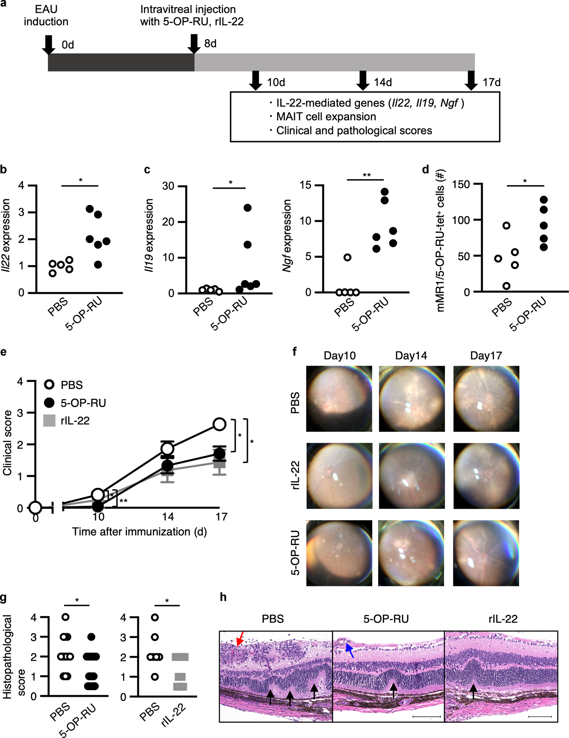Fig. 5: The activation of MAIT cells ameliorates the disease progression of EAU.