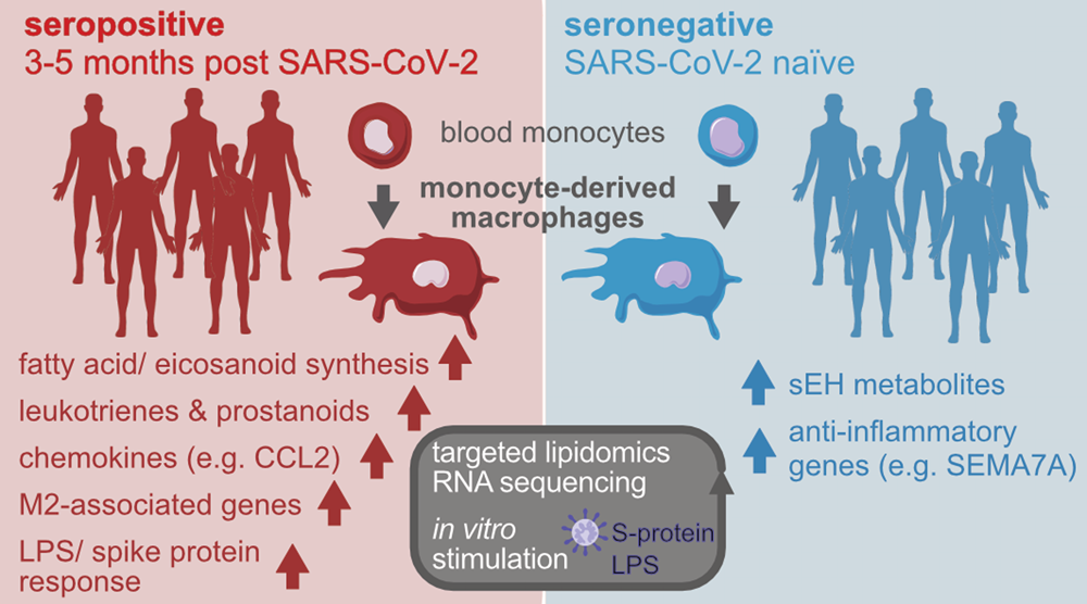 CD209L/L-SIGN and CD209/DC-SIGN Act as Receptors for SARS-CoV-2