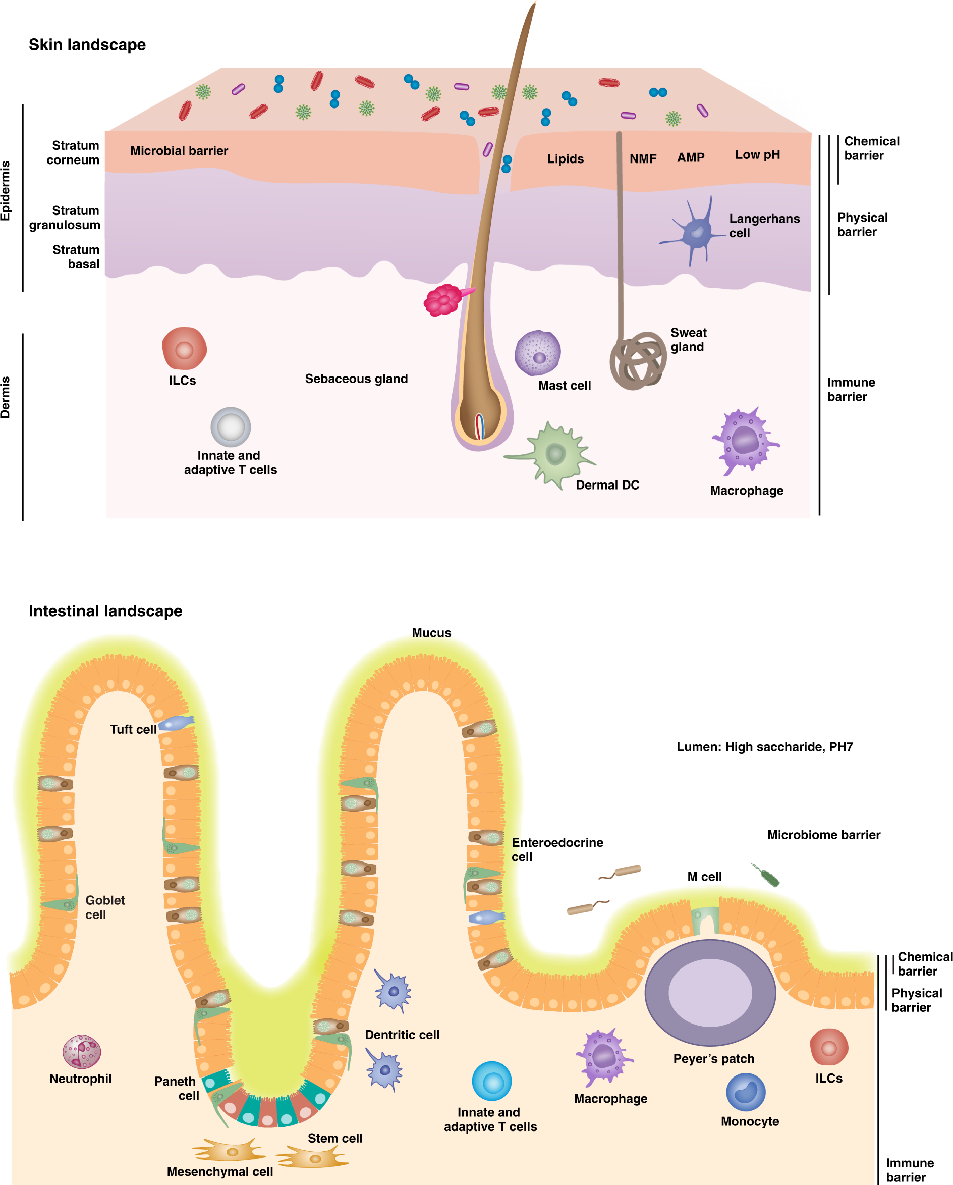 Skin immunity: dissecting the complex biology of our body's outer barrier |  Mucosal Immunology
