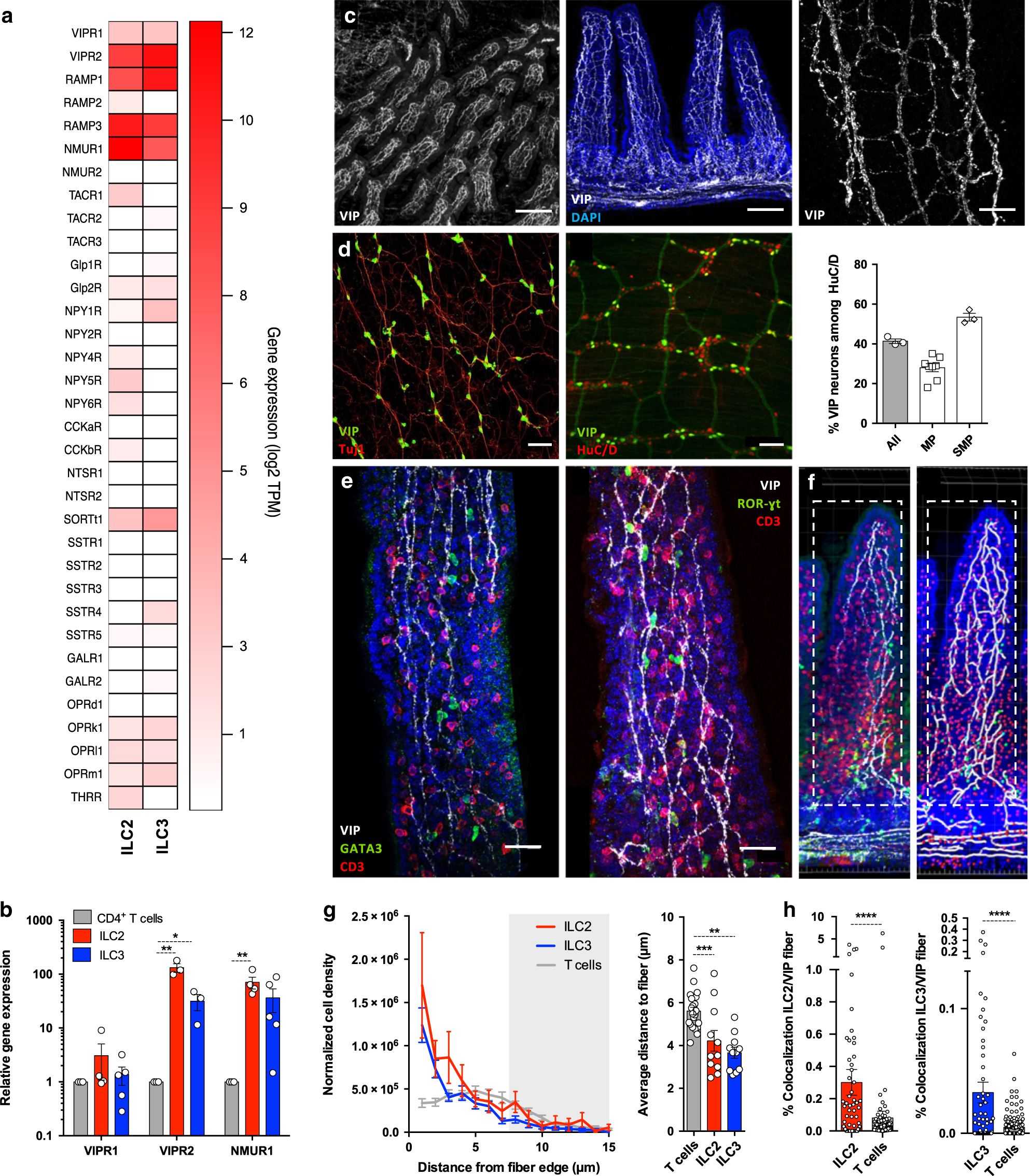 The neuropeptide VIP potentiates intestinal innate type 2 and type 3  immunity in response to feeding | Mucosal Immunology