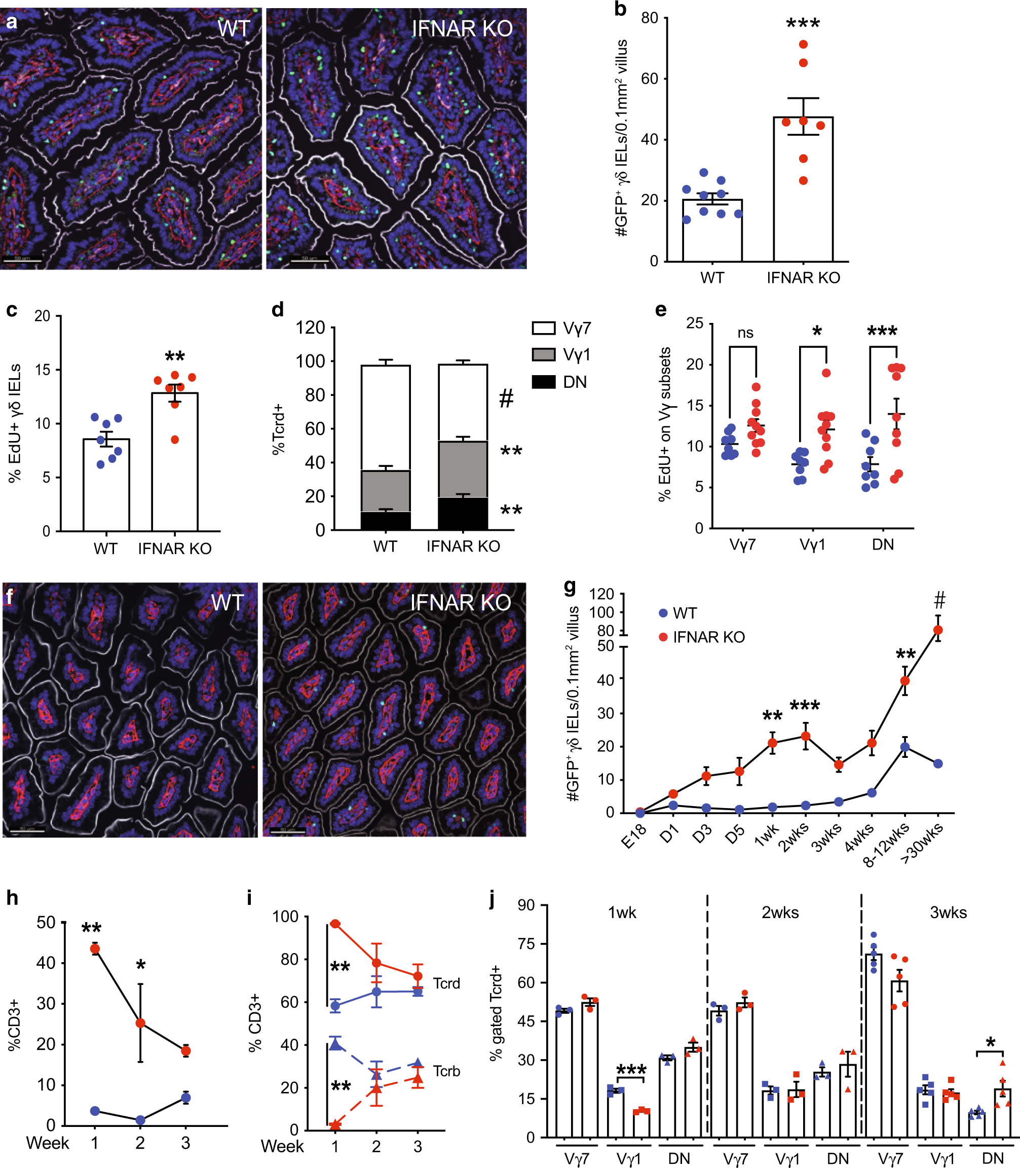 A transmissible γδ intraepithelial lymphocyte hyperproliferative phenotype  is associated with the intestinal microbiota and confers protection against  acute infection | Mucosal Immunology