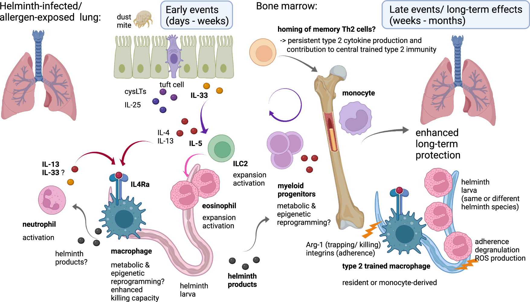 Frontiers  C500 variants conveying complete mucosal immunity