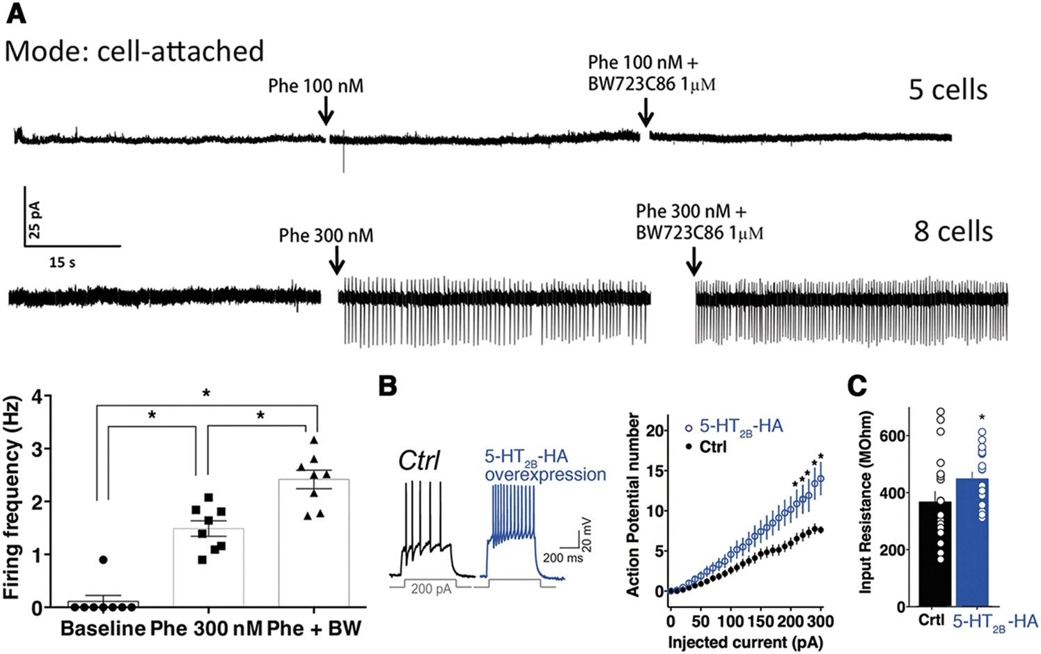 Positive regulation of raphe serotonin neurons by serotonin 2B receptors |  Neuropsychopharmacology