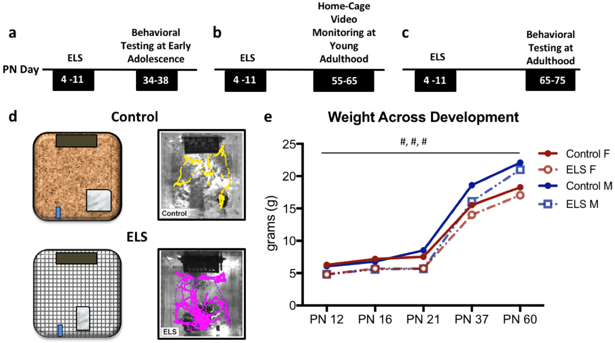 Early Life Stress Can Have Lasting >> Early Life Stress Leads To Sex Differences In Development Of Early Life Stress Can Have Lasting >> Early Life Stress Leads To Sex Differences In Development Of