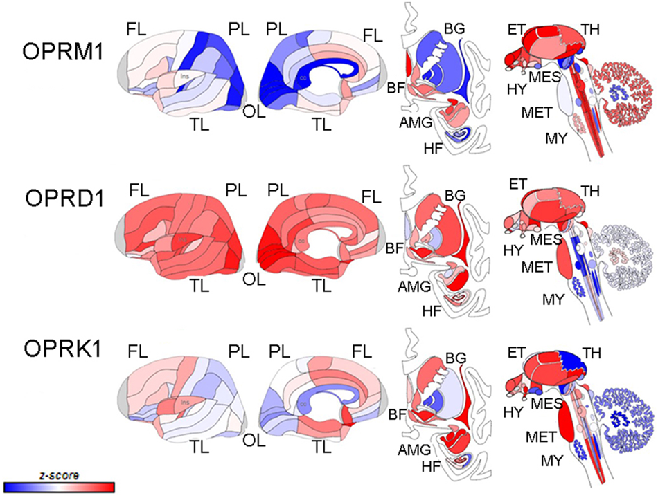 Untangling the complexity of opioid receptor function |  Neuropsychopharmacology