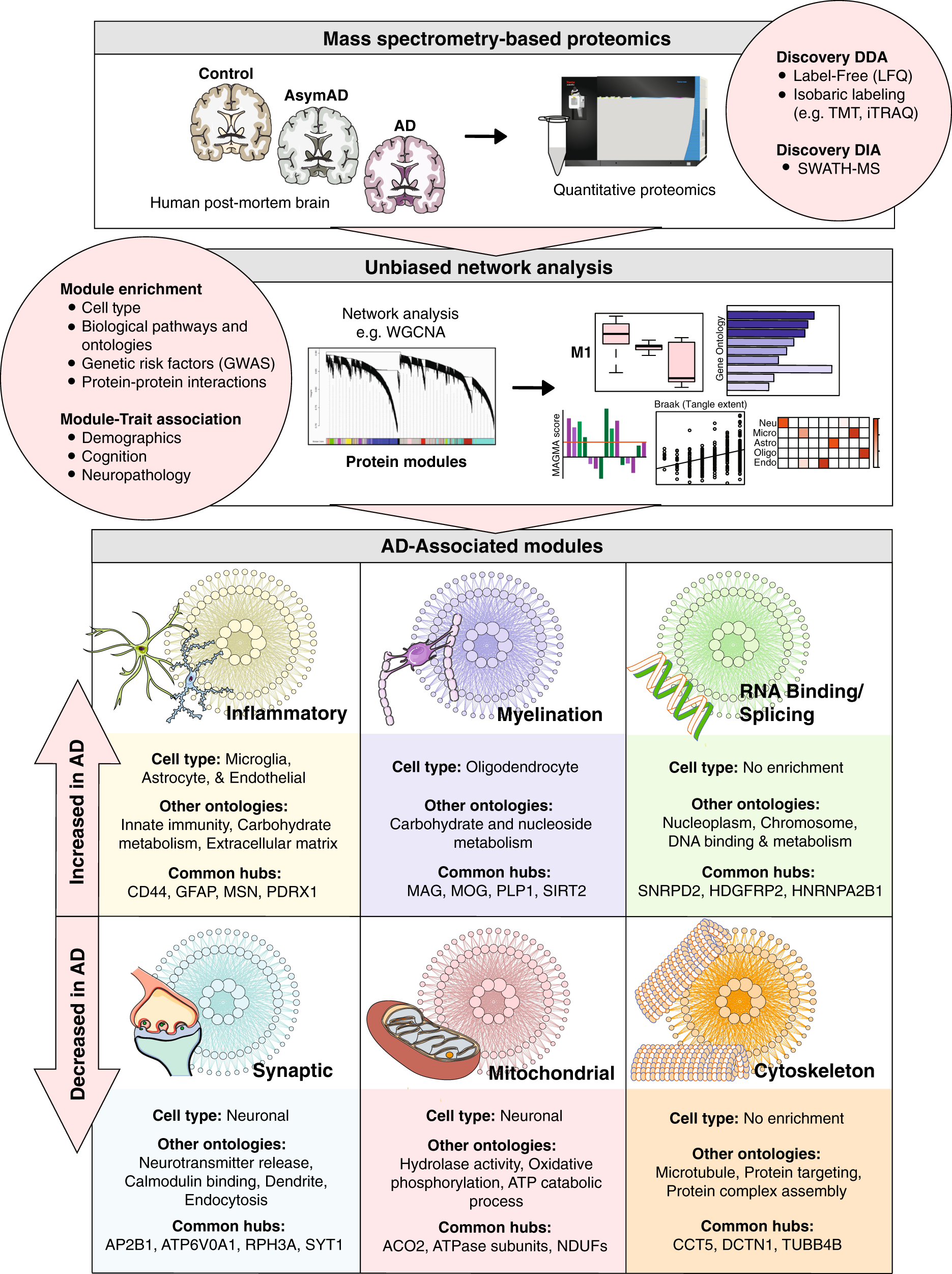 Systems-based proteomics to resolve the biology of Alzheimer's disease  beyond amyloid and tau | Neuropsychopharmacology