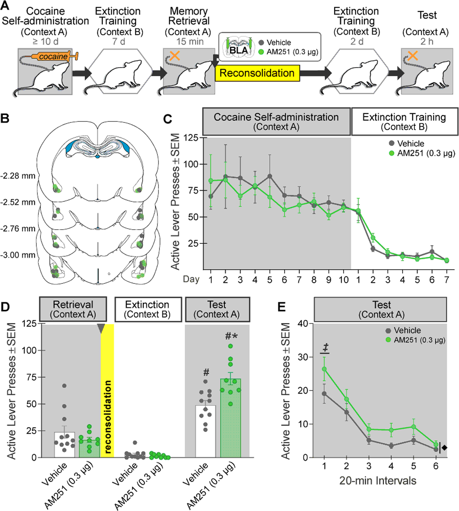 Basolateral amygdala CB1 receptors gate HPA axis activation and  context-cocaine memory strength during reconsolidation |  Neuropsychopharmacology