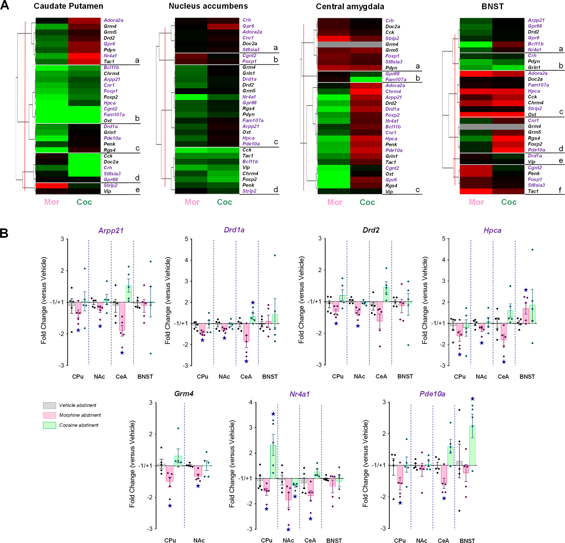 Facilitating mGluR4 activity reverses the long-term deleterious  consequences of chronic morphine exposure in male mice |  Neuropsychopharmacology