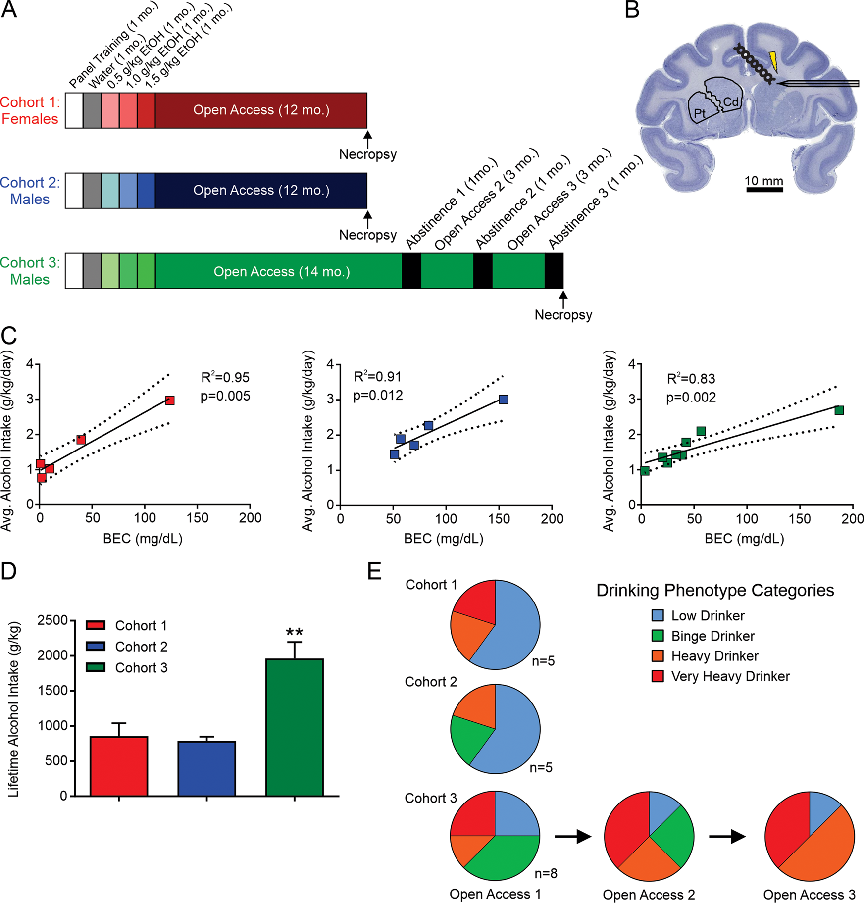 Long-term alcohol consumption alters dorsal striatal dopamine release and  regulation by D2 dopamine receptors in rhesus macaques |  Neuropsychopharmacology