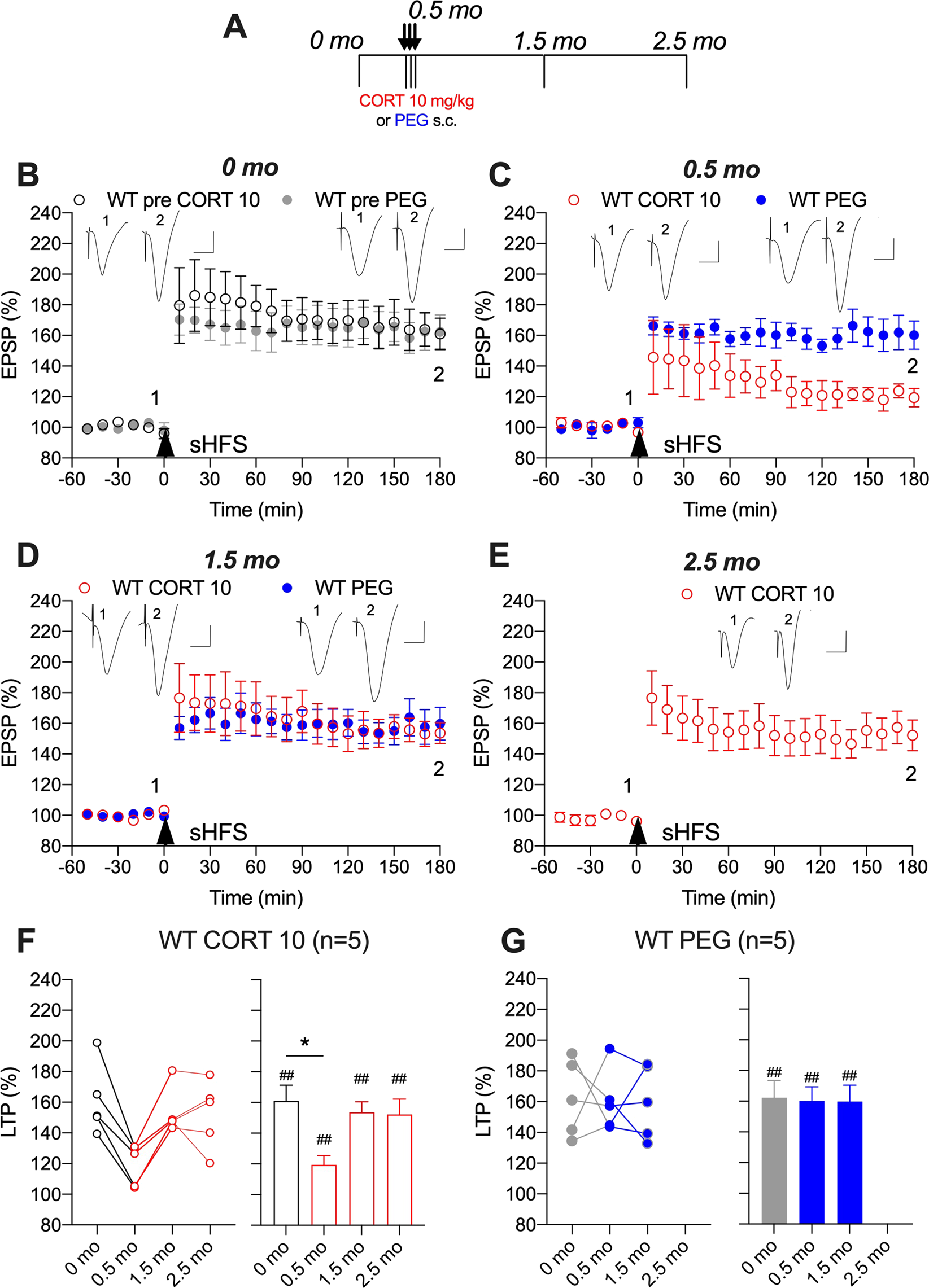 Enduring glucocorticoid-evoked exacerbation of synaptic plasticity  disruption in male rats modelling early Alzheimer's disease amyloidosis |  Neuropsychopharmacology