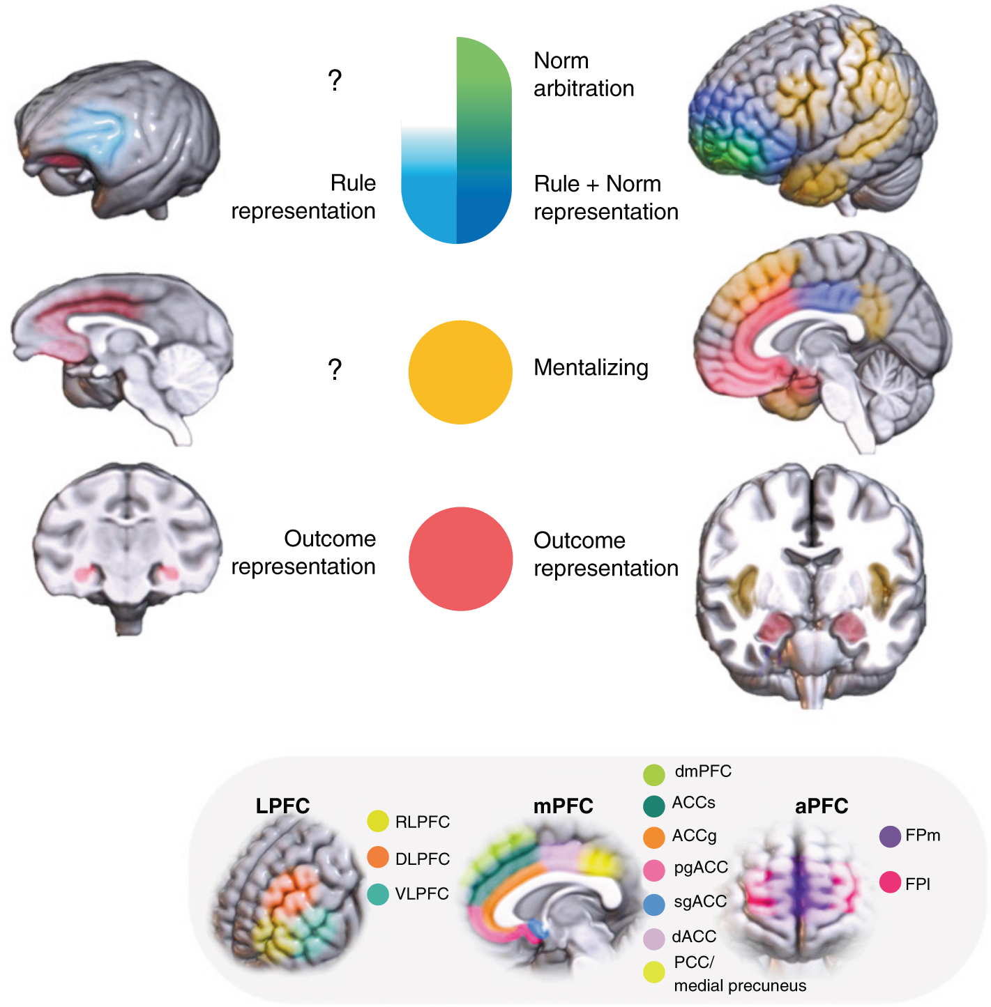 The prefrontal cortex and (uniquely) human cooperation: a comparative perspective | Neuropsychopharmacology The prefrontal cortex and (uniquely) human cooperation: a comparative perspective | Neuropsychopharmacology