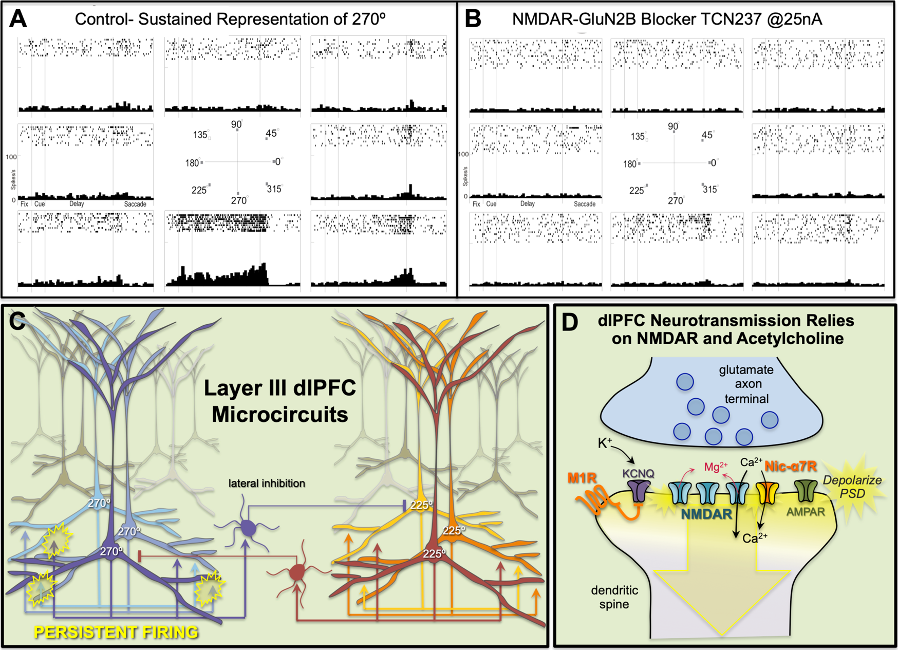 Fig. 2: The cellular basis of mental representation by the primate dlPFC.