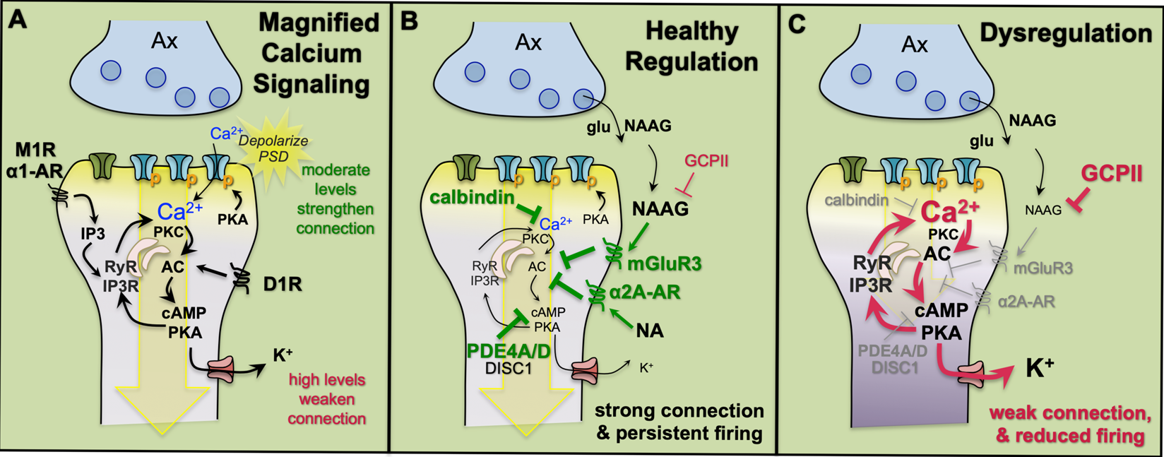 Fig. 3: Neuromodulatory mechanisms in layer III dlPFC spines involve magnified calcium signaling that must be tightly regulated for healthy connectivity.