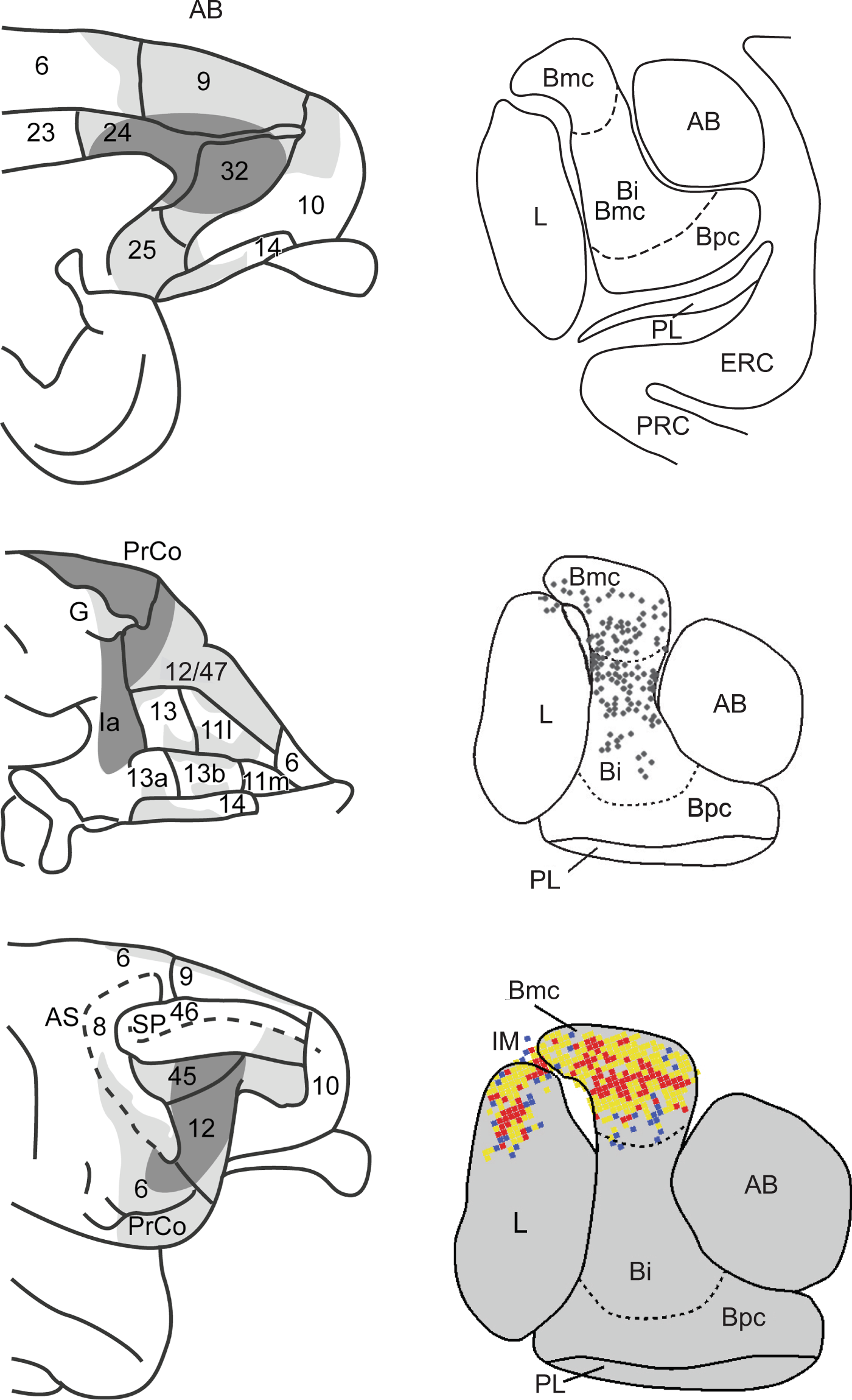 Prefrontal cortex interactions with the amygdala in primates |  Neuropsychopharmacology