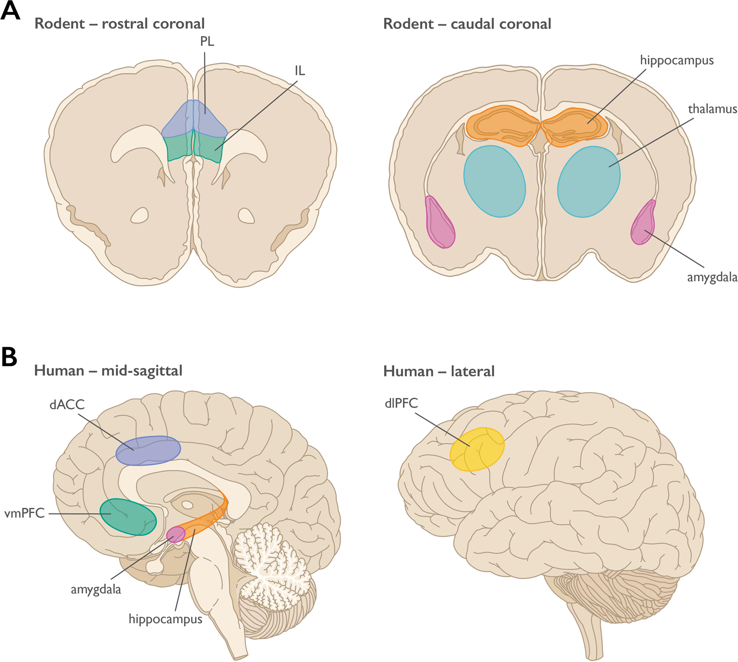 Why is the dorsolatereral prefrontal cortex (DLPFC) the favorite