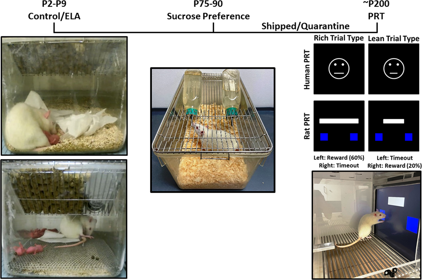 Cage-change interval preference in mice