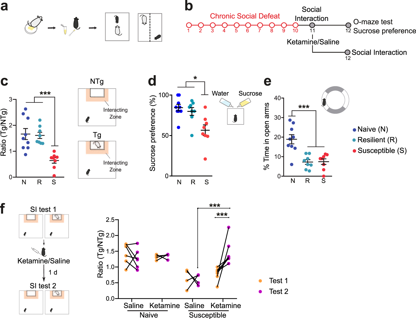 Frontiers  Experimental Social Stress: Dopaminergic Receptors, Oxidative  Stress, and c-Fos Protein Are Involved in Highly Aggressive Behavior