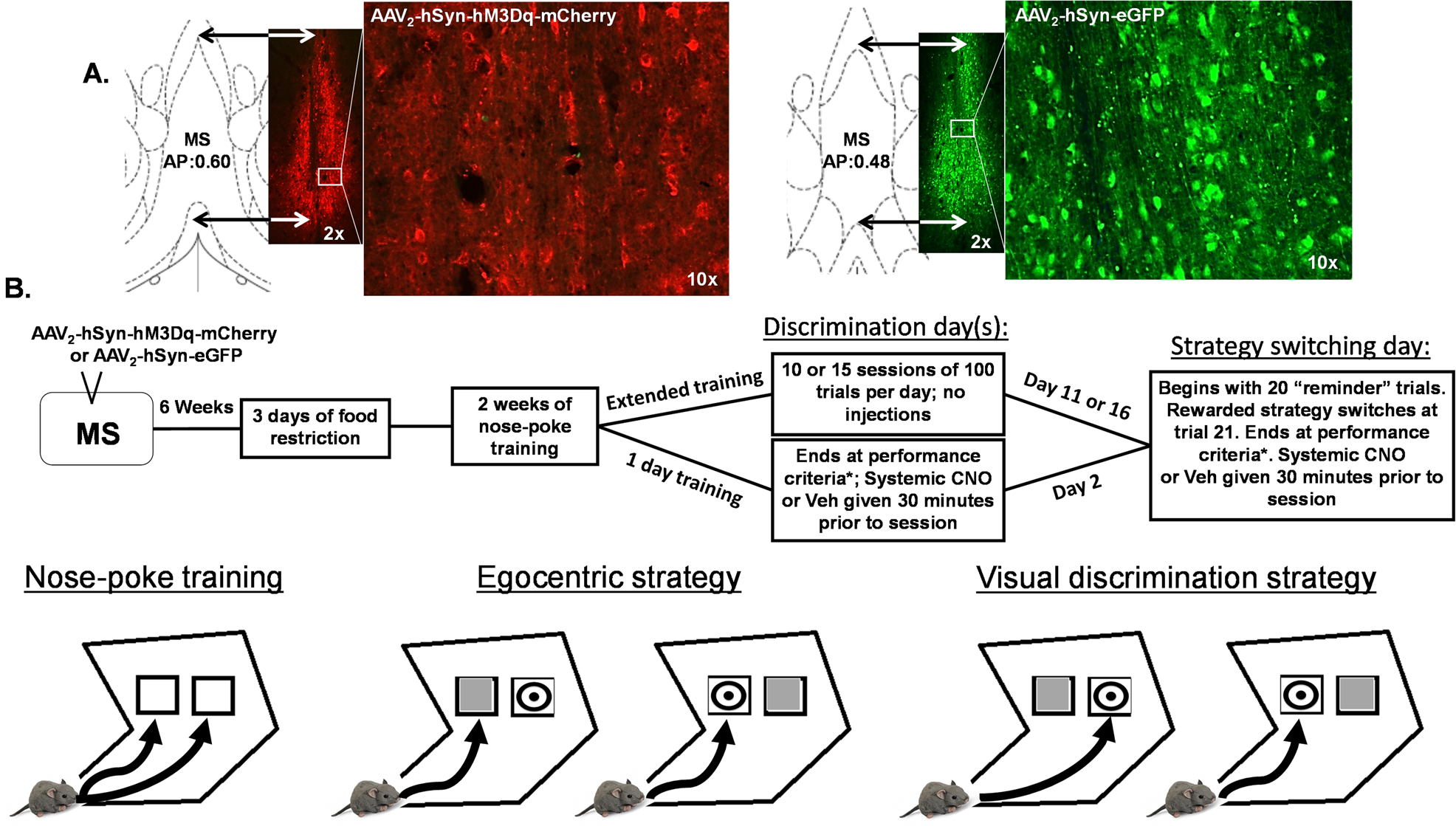 Medial septum activation improves strategy switching once strategies are  well-learned via bidirectional regulation of dopamine neuron population  activity | Neuropsychopharmacology