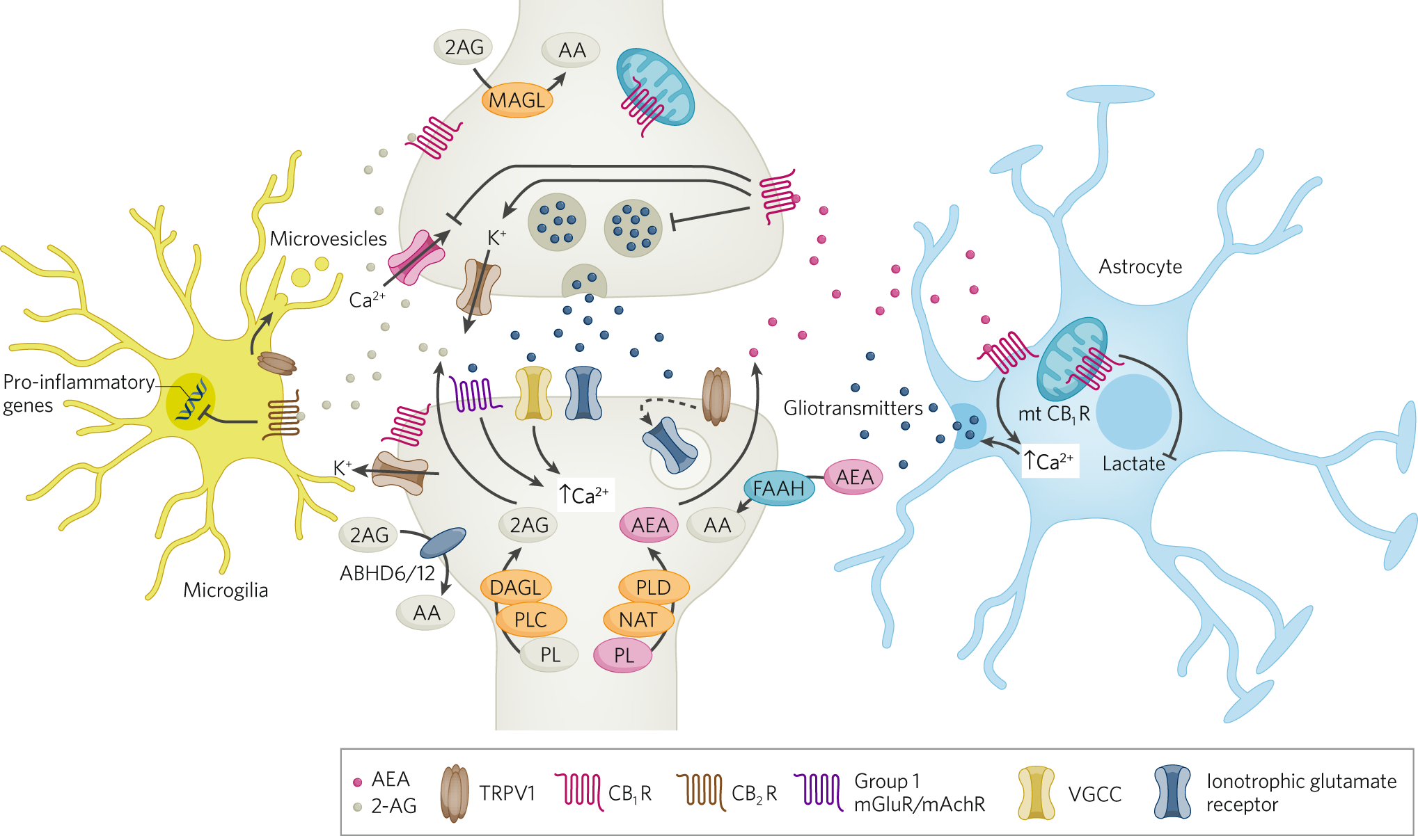 Endocannabinoids at the synapse and beyond: implications for  neuropsychiatric disease pathophysiology and treatment |  Neuropsychopharmacology