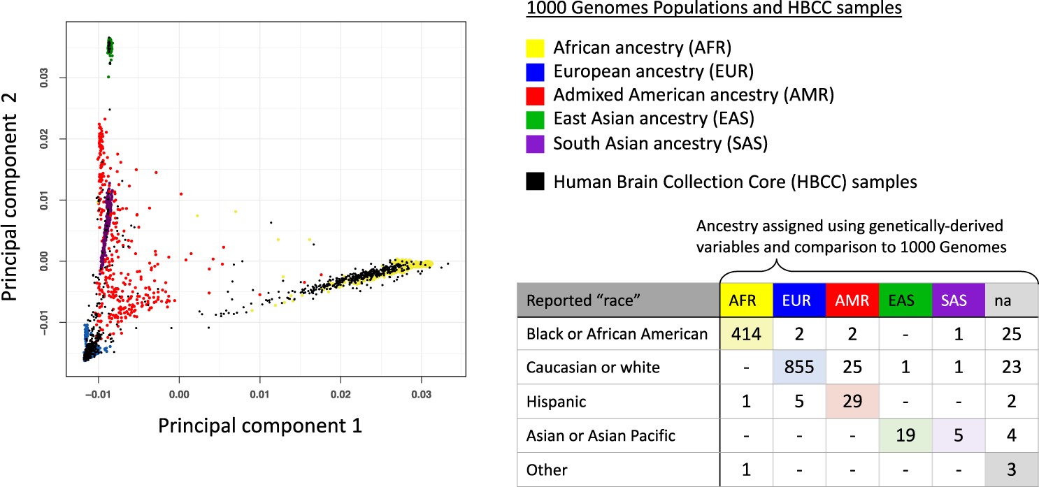 Fig. 2: Ancestry-informative variables for Human Brain Collection Core (HBCC) donors.