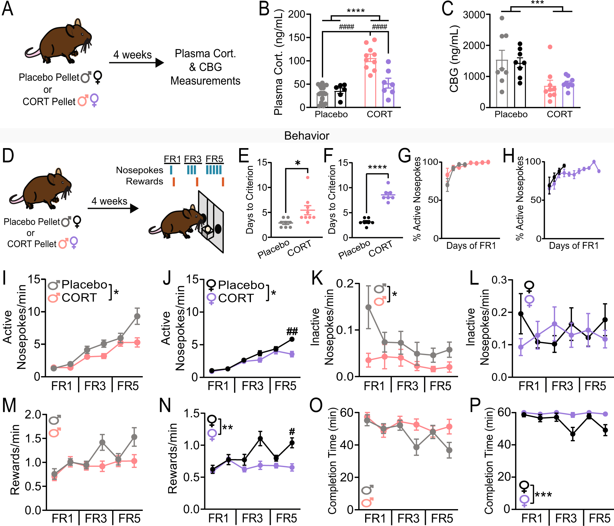 Chronically dysregulated corticosterone impairs dopaminergic transmission  in the dorsomedial striatum by sex-divergent mechanisms |  Neuropsychopharmacology