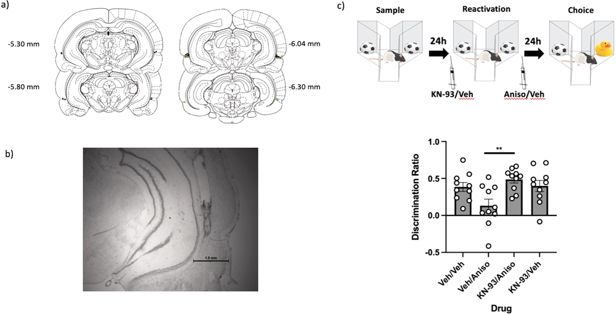 Muscarinic receptor activation overrides boundary conditions on memory  updating in a calcium/calmodulin-dependent manner | Neuropsychopharmacology