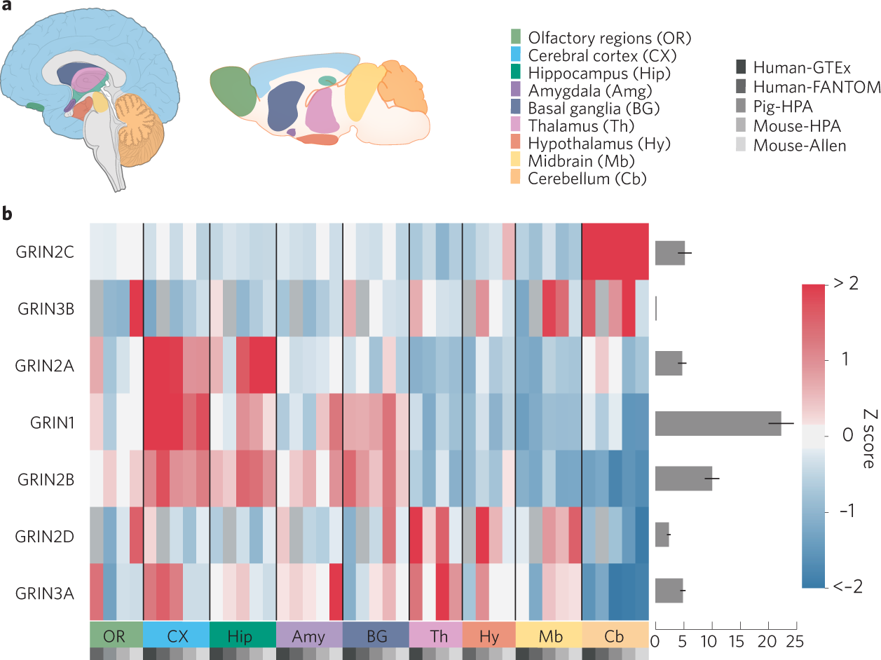 Fig. 2: Brain region expression patterns of NMDAR subunits.