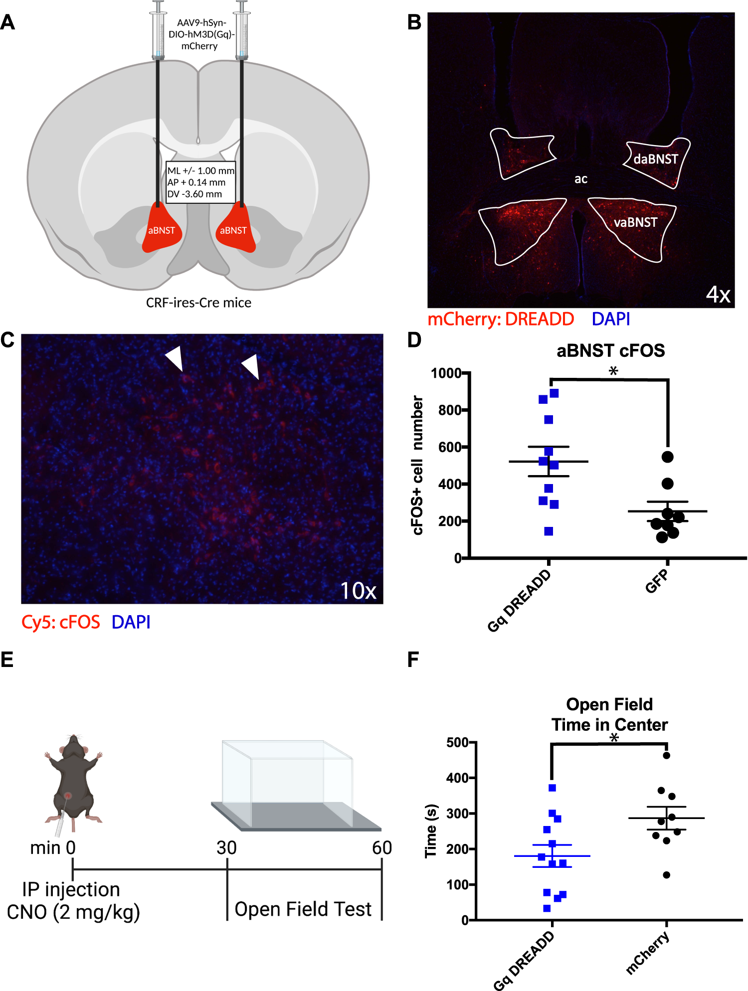 Chemogenetic activation of corticotropin-releasing factor-expressing neurons in the anterior bed nucleus of the stria terminalis reduces effortful motivation behaviors Neuropsychopharmacology photo